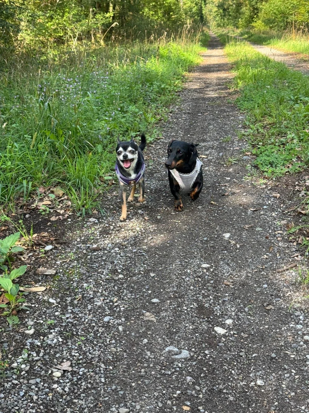 Deux chiens noirs et blancs et un noir marchent sur un chemin de terre dans une forêt verdoyante.
