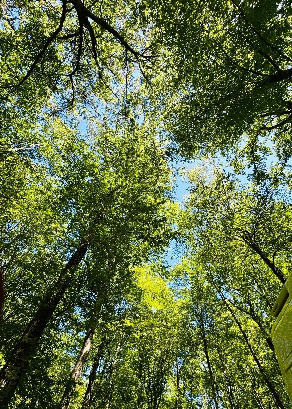 Vue du sol avec des arbres feuillus verts et un ciel bleu visible à travers la canopée.