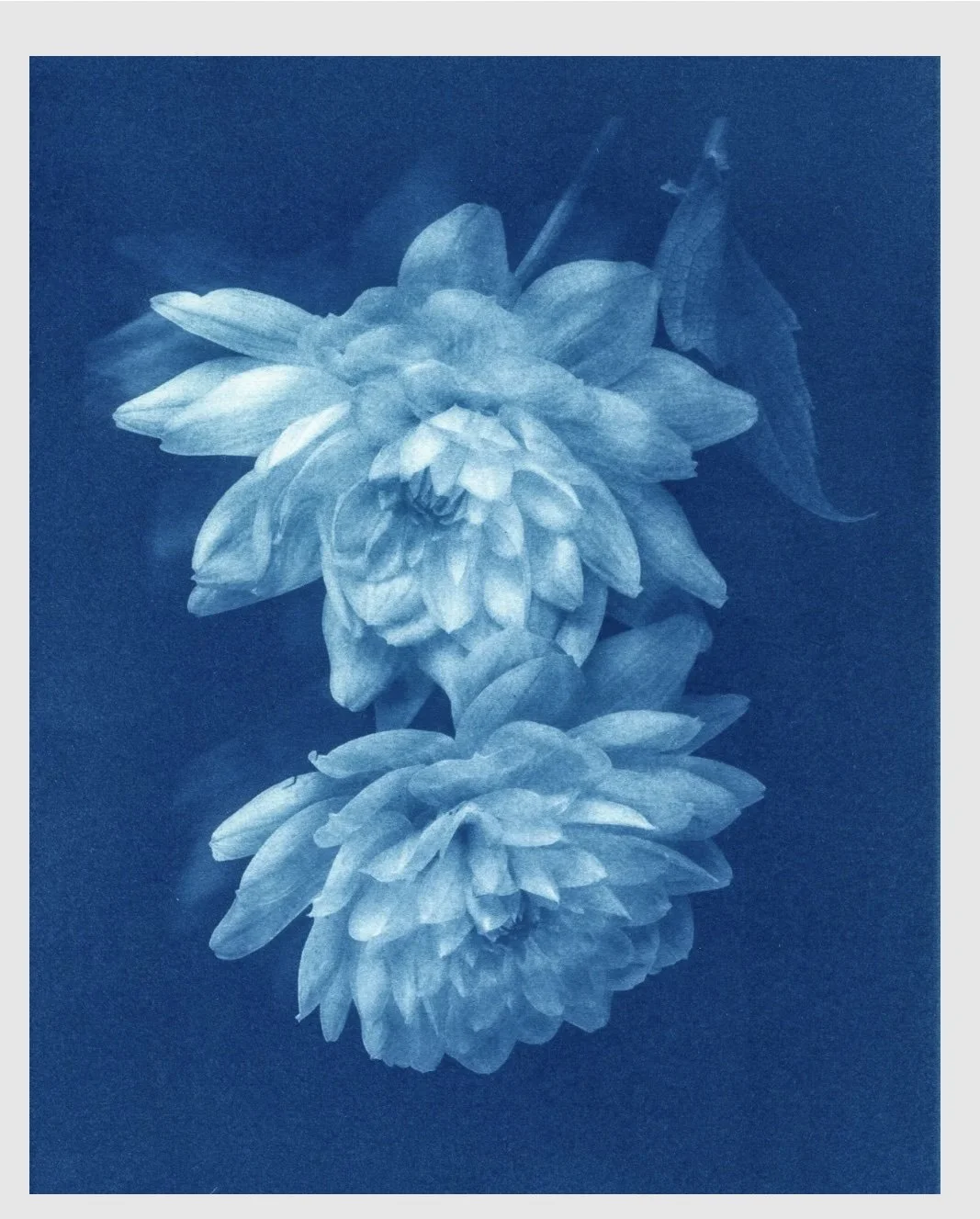 Cyanotype Flower Print 6