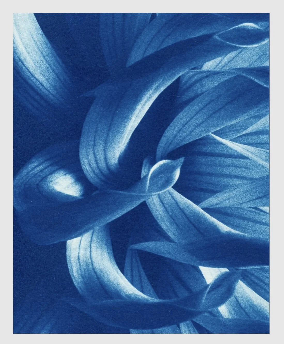 Cyanotype leave Print 2