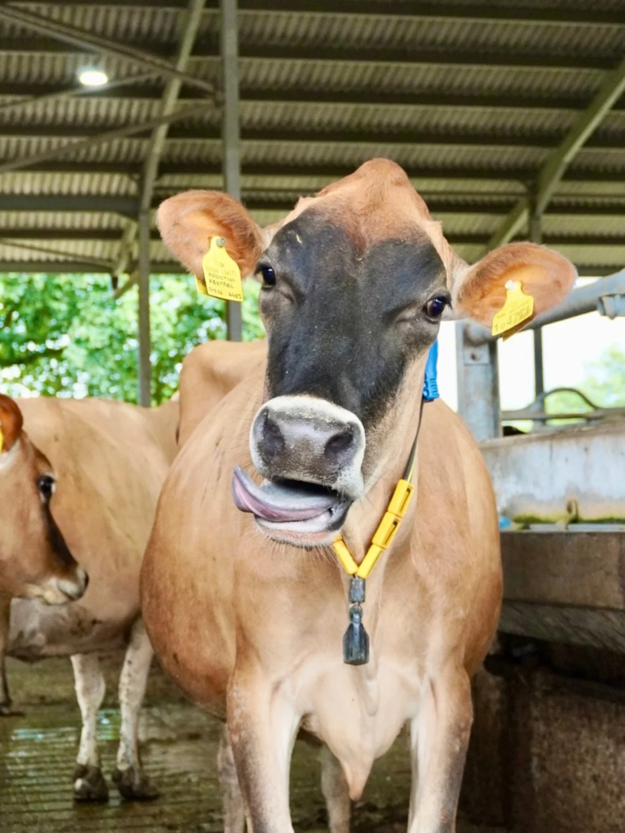 👅 TONGUE OUT TUESDAY 🤪

Our recent video about &lsquo;our girls&rsquo; racked up over 115,000 views and plenty of comments to go with it👀

Positive, negative and everything in between - we saw them all!

But we&rsquo;re pleased to report that the 