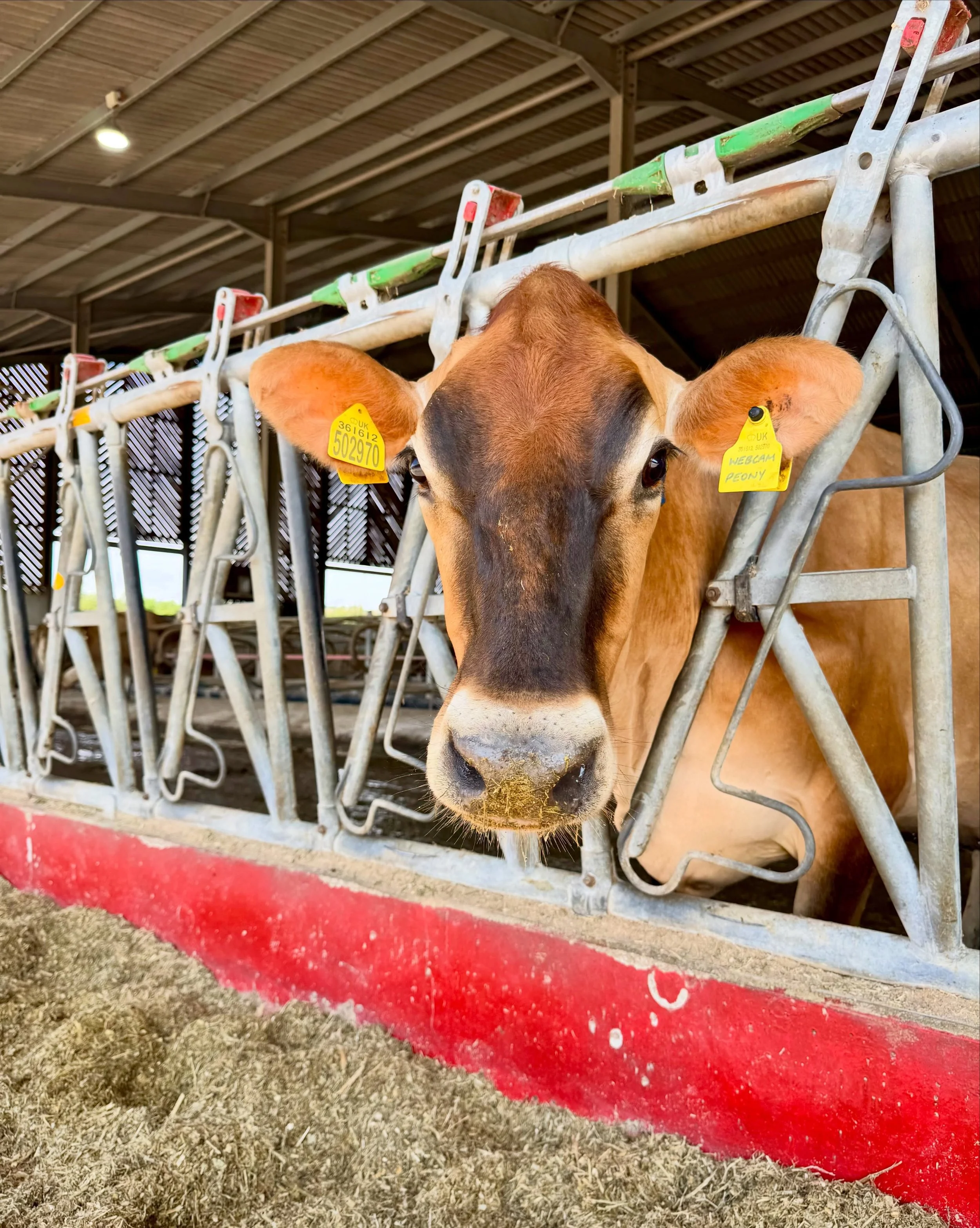 SHE KNOWS HER BEST SIDE 🐮🤎📸

We know our Jerseys are a firm favourite with so many of you, so here&rsquo;s one just for the fans!

Jerseys have plenty of character, bundles of personality and love to be made a fuss of&hellip; we absolutely adore t
