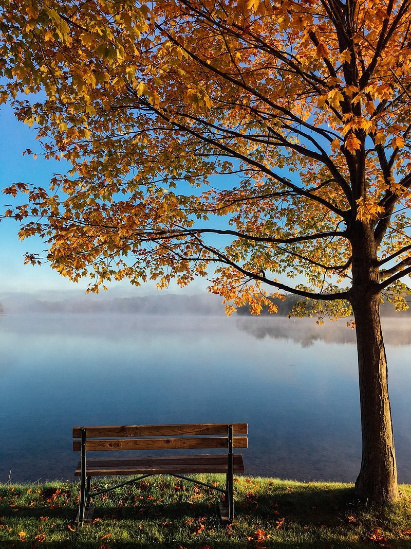 A wooden park bench on grassy ground next to a tree with yellow and orange autumn leaves, overlooking a lake with a misty horizon and clear blue sky.