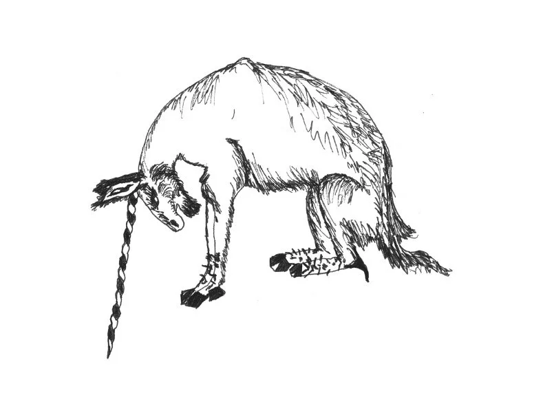 bull.jpg