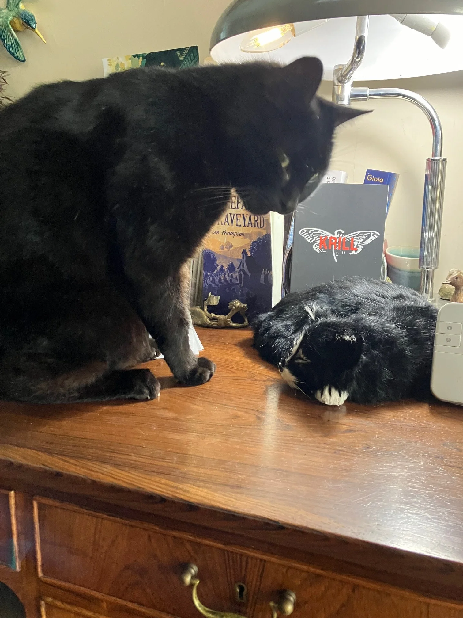 Welcome to BookCat Reads