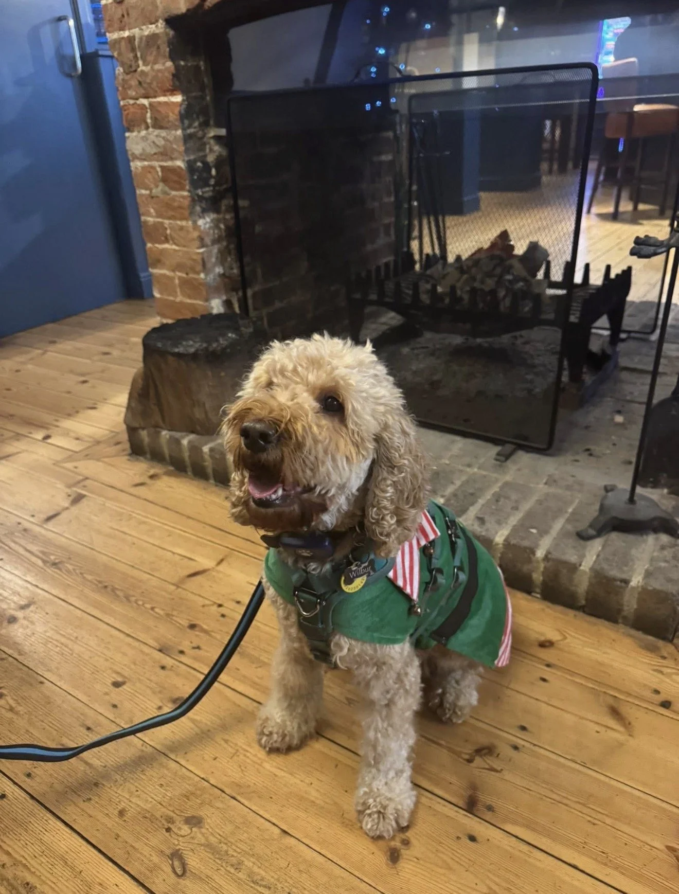 Our pub dogs 