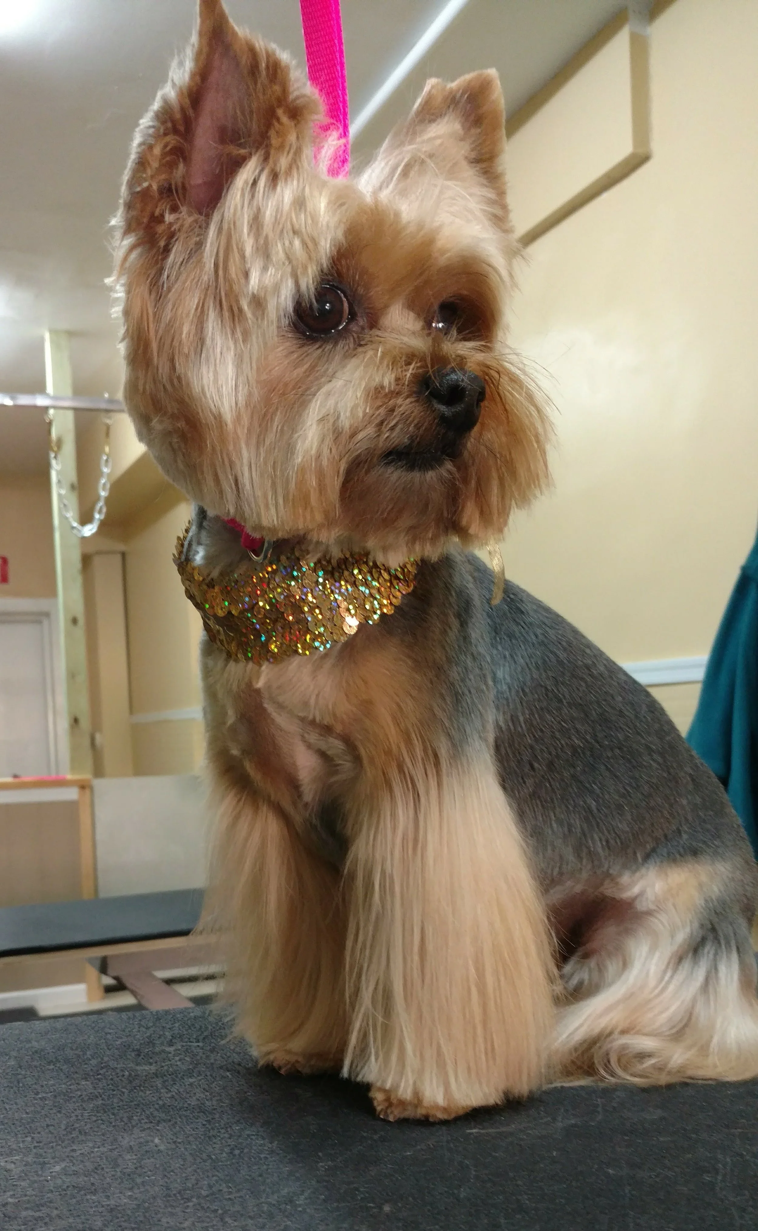 Full service grooming