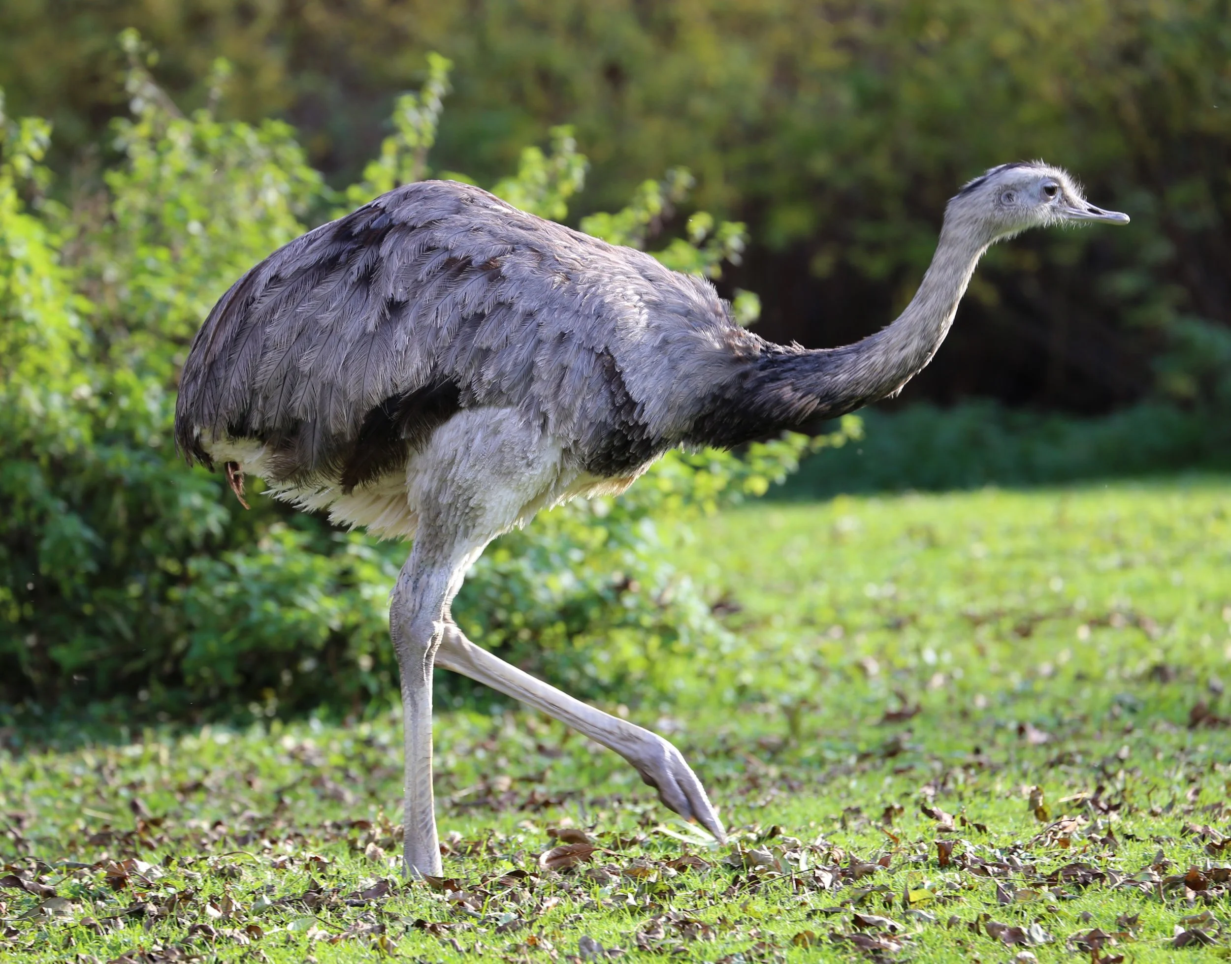 Nandu_Rhea_americana_Tierpark_Hellabrunn-1.jpg