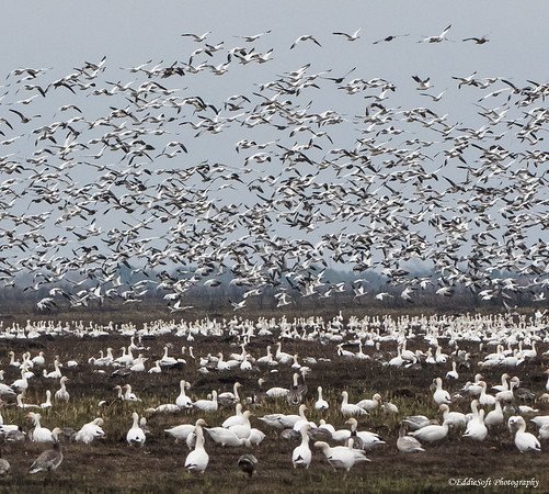 anwr5.jpg