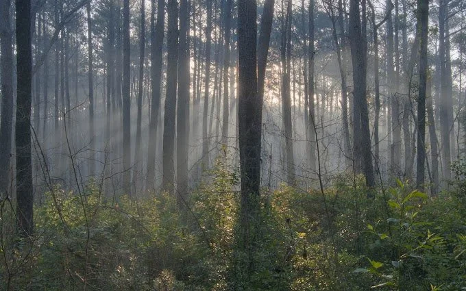 Sam Houston National Forest