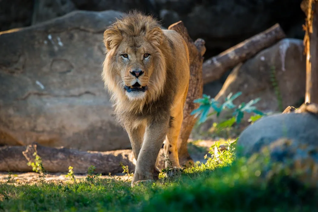 zoo cov.jpg