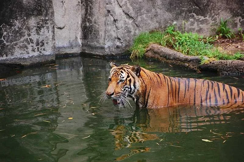 zoo4.jpg