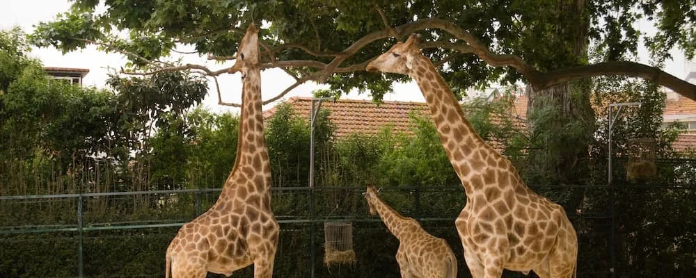 zoo3.jpg