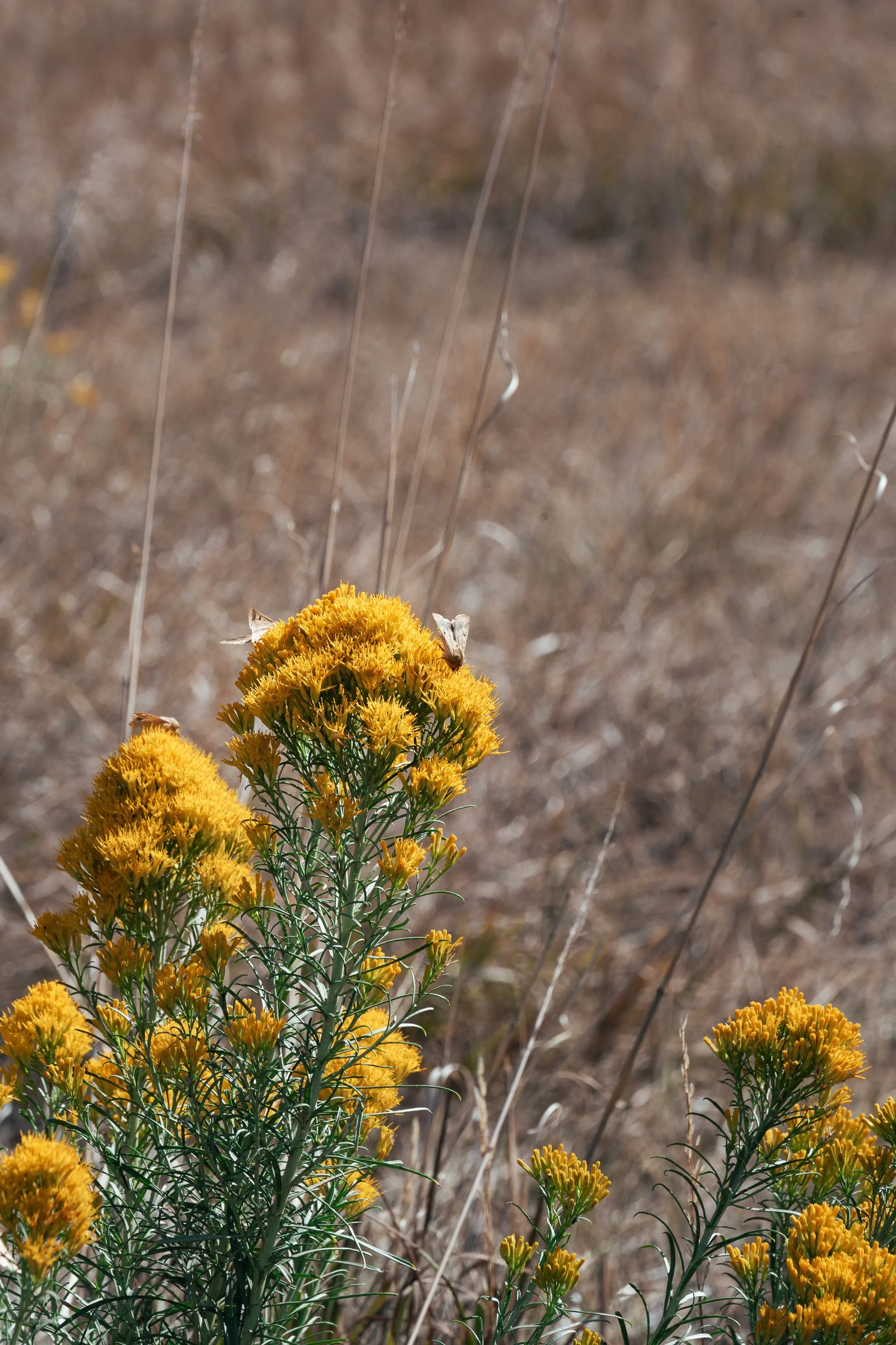 South Table Mountain Park_09262026_010.jpg
