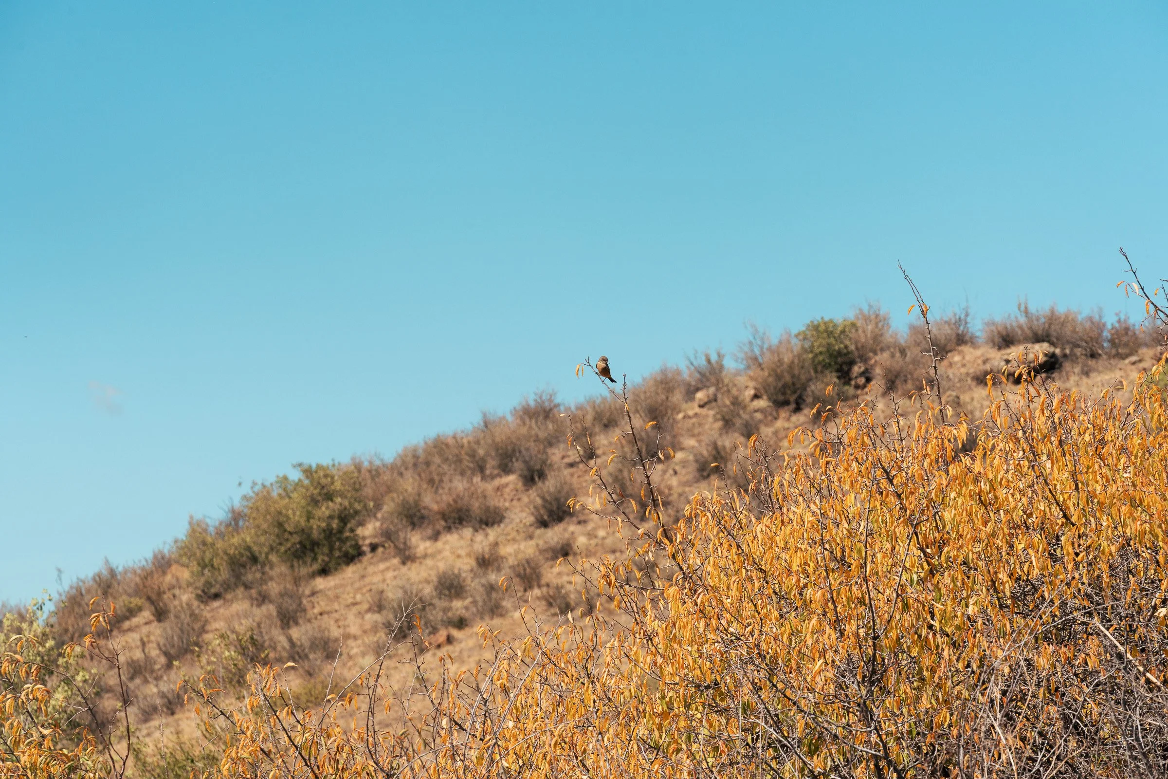 South Table Mountain Park_09262026_020.jpg