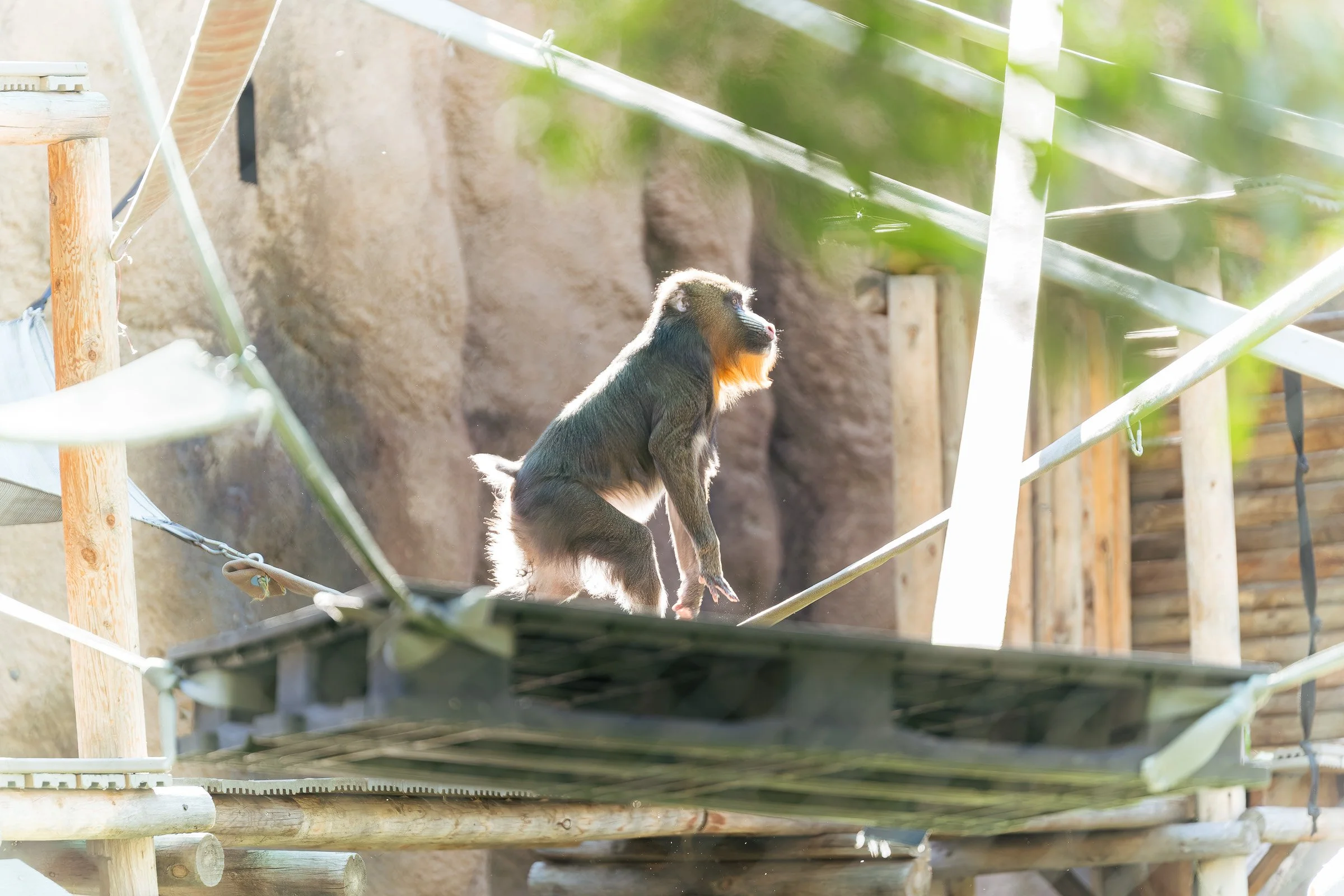 More Animals to Photograph