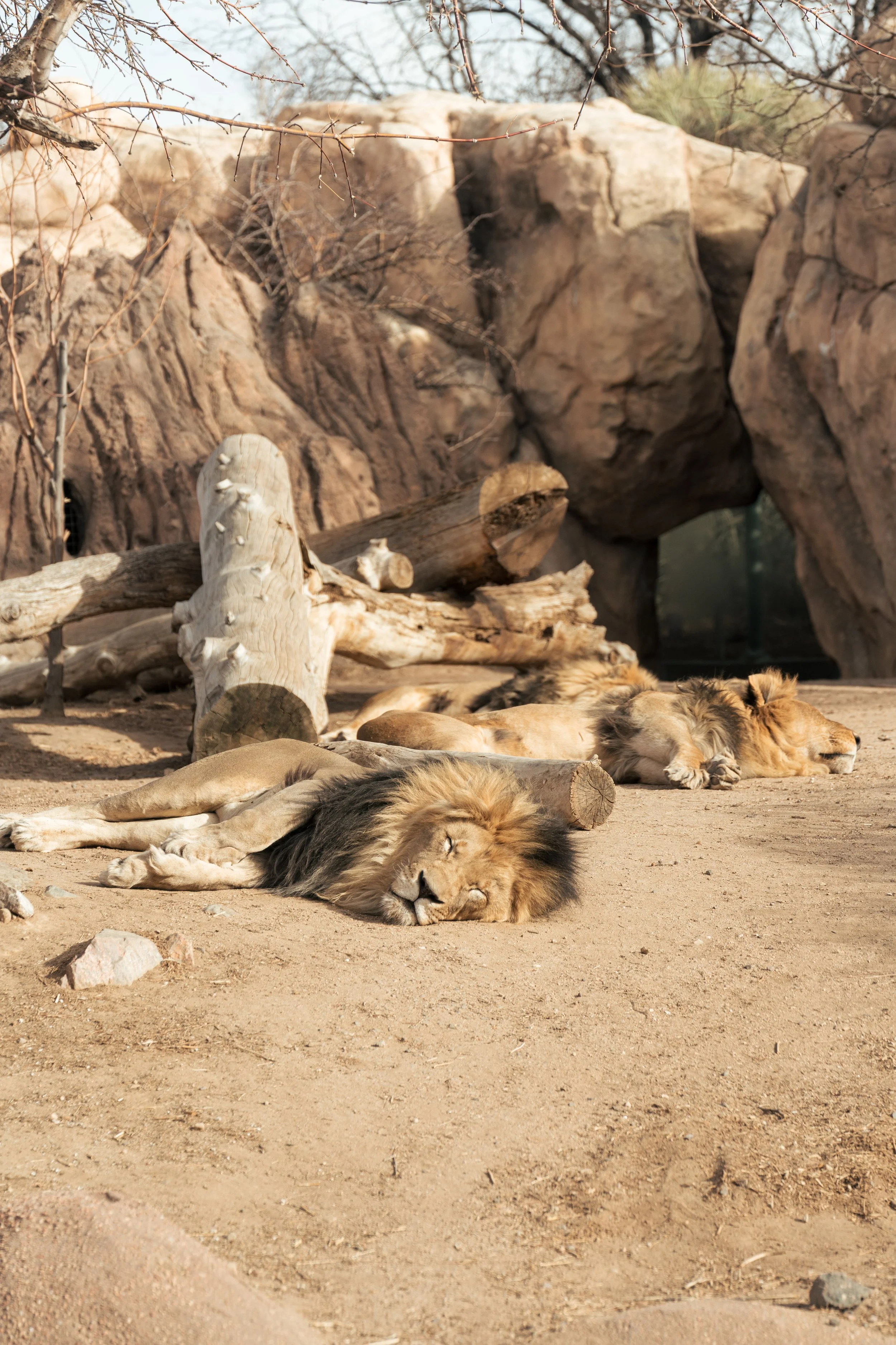 Denver Zoo_02082026_146.jpg