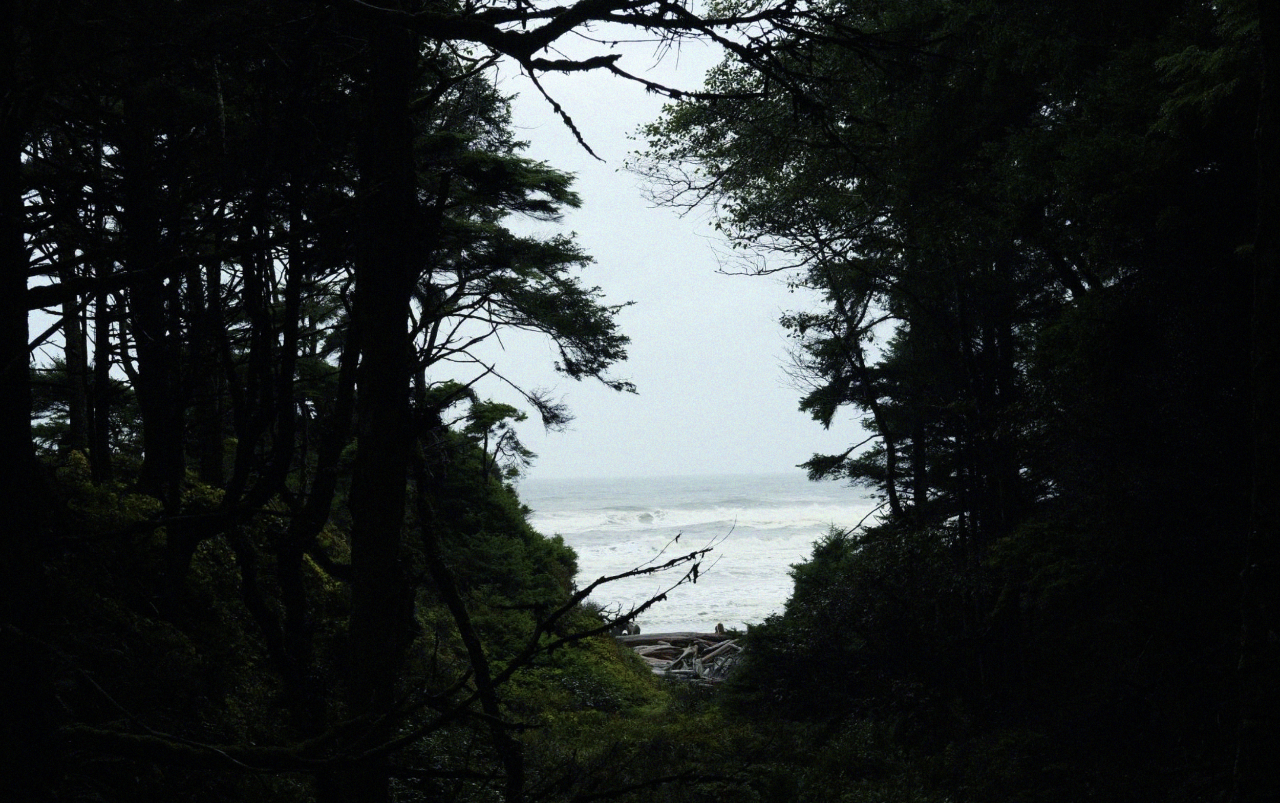 Clear Cut (2027)