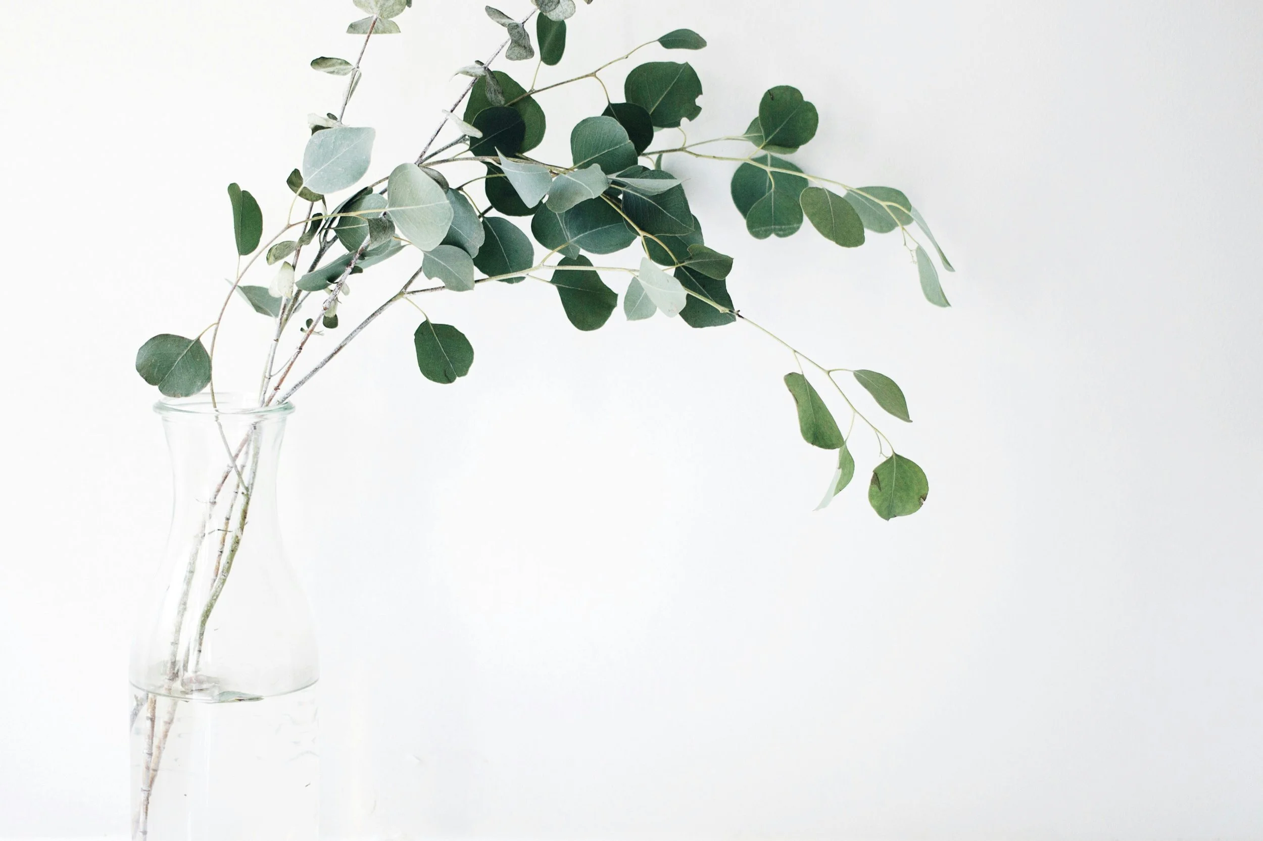 A green leafy plant in a clear vase