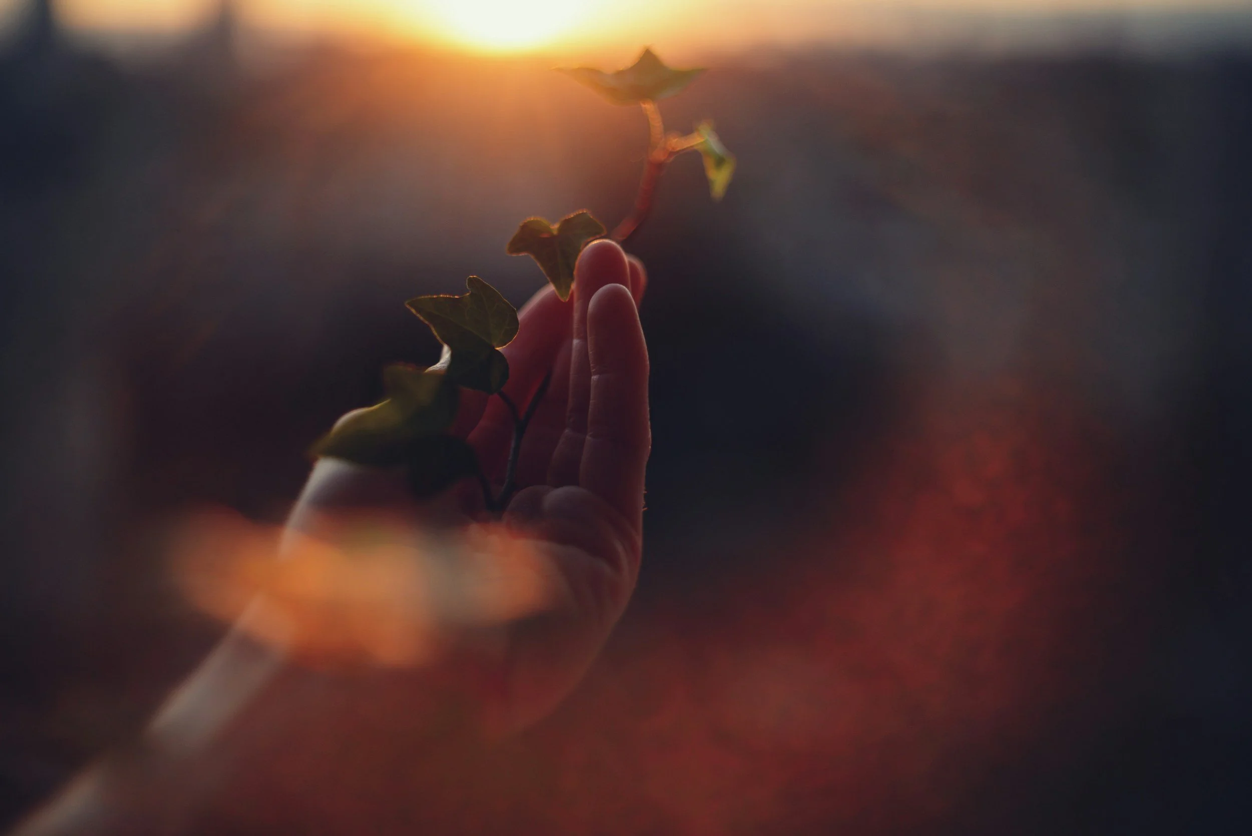 A person holding a small plant with green leaves at sunset or sunrise, with the sky glowing orange and yellow in the background.