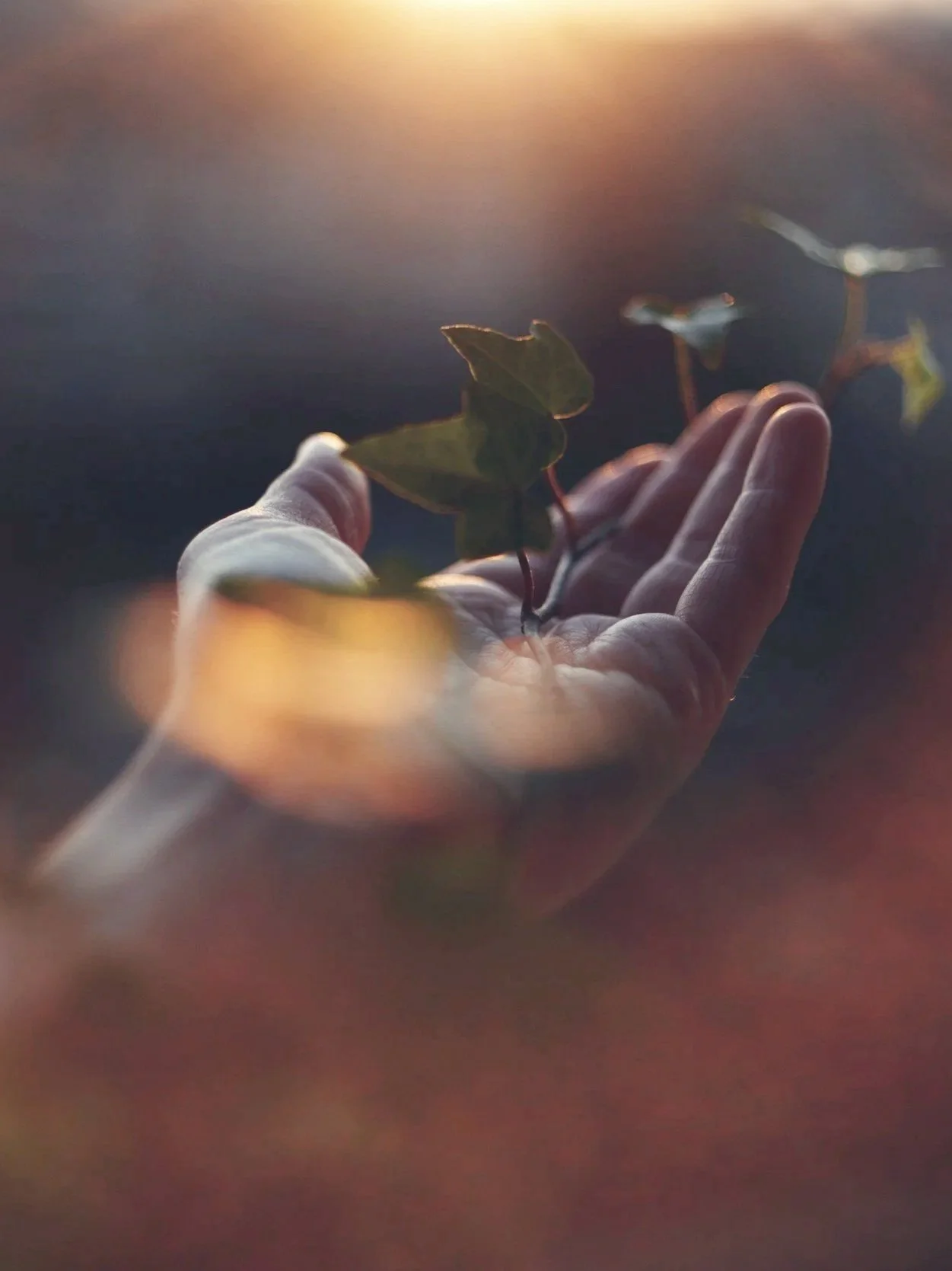 Close-up of a hand holding a small branch with green leaves, softly lit by warm sunlight in the background.