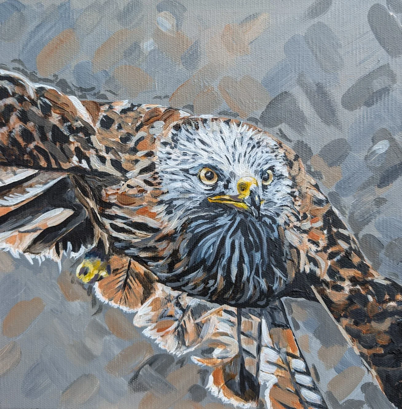 Red Kite.jfif