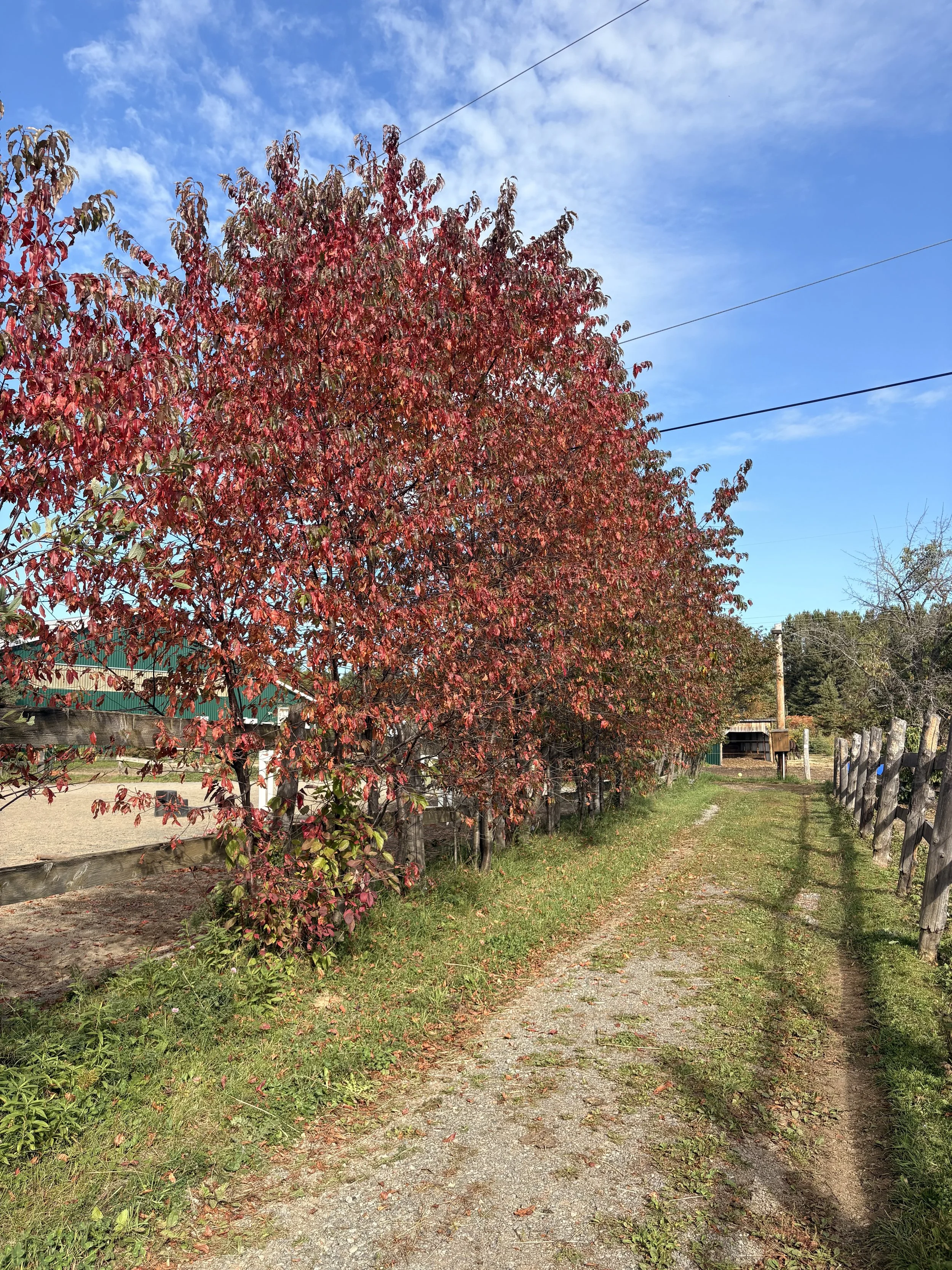 IMG_7355.jpeg