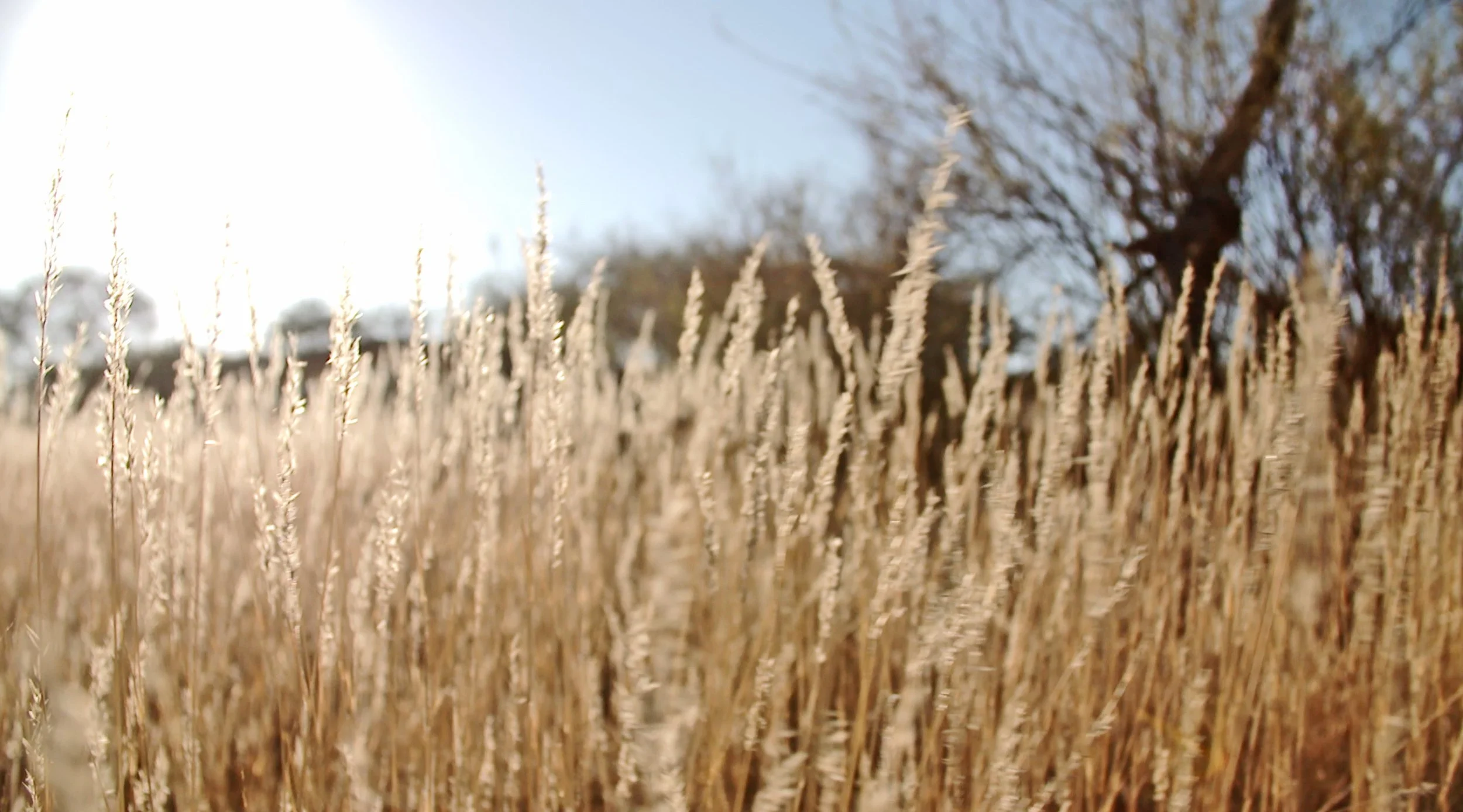 bluestem_prairie.jpg