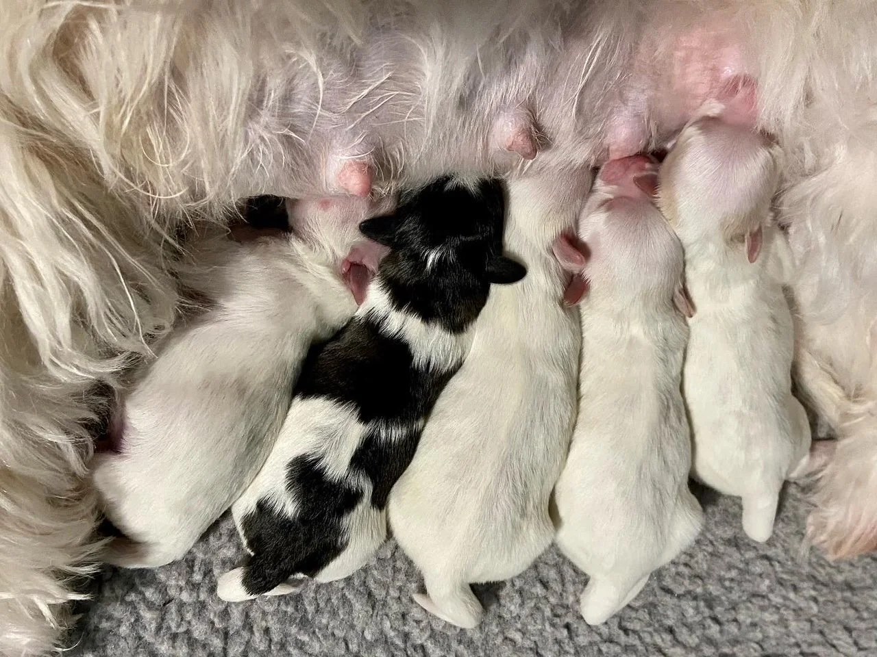 Callie x Jasper December 2022
