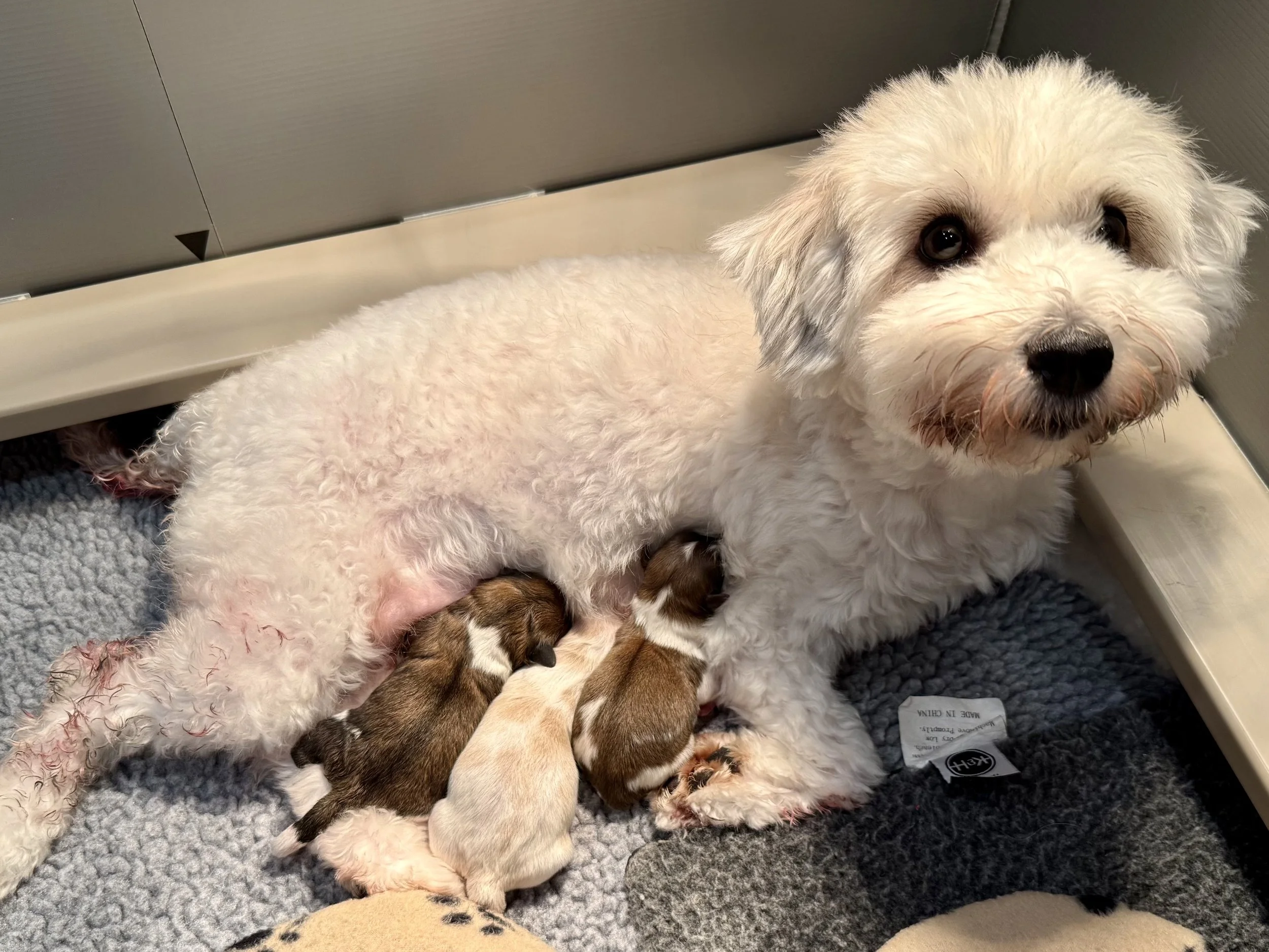 Picardy’s First Litter