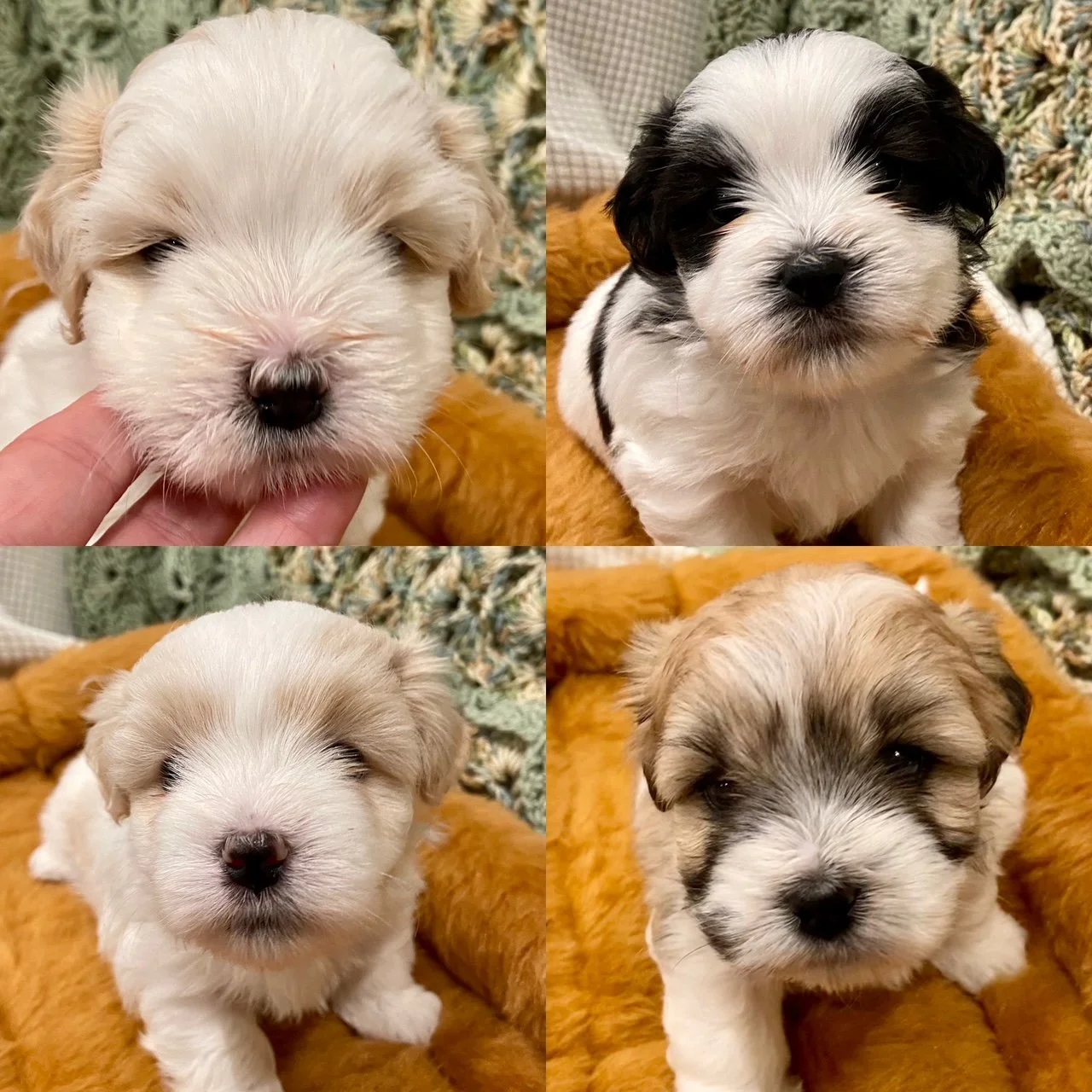 Dottie x Jasper August 2023