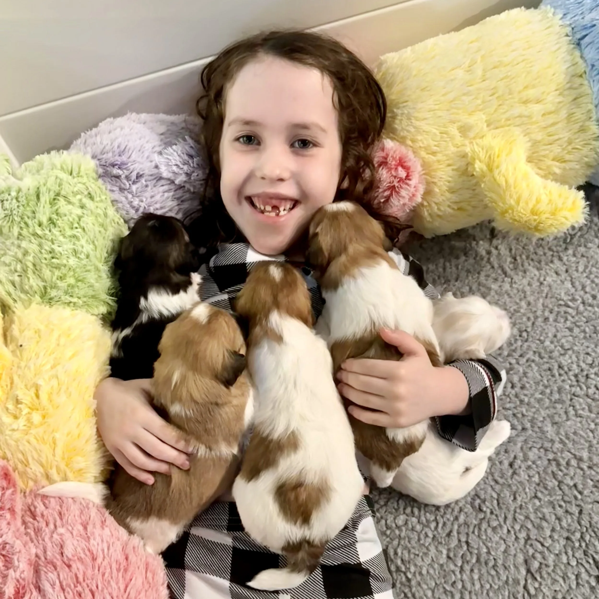 Young child cuddles puppies
