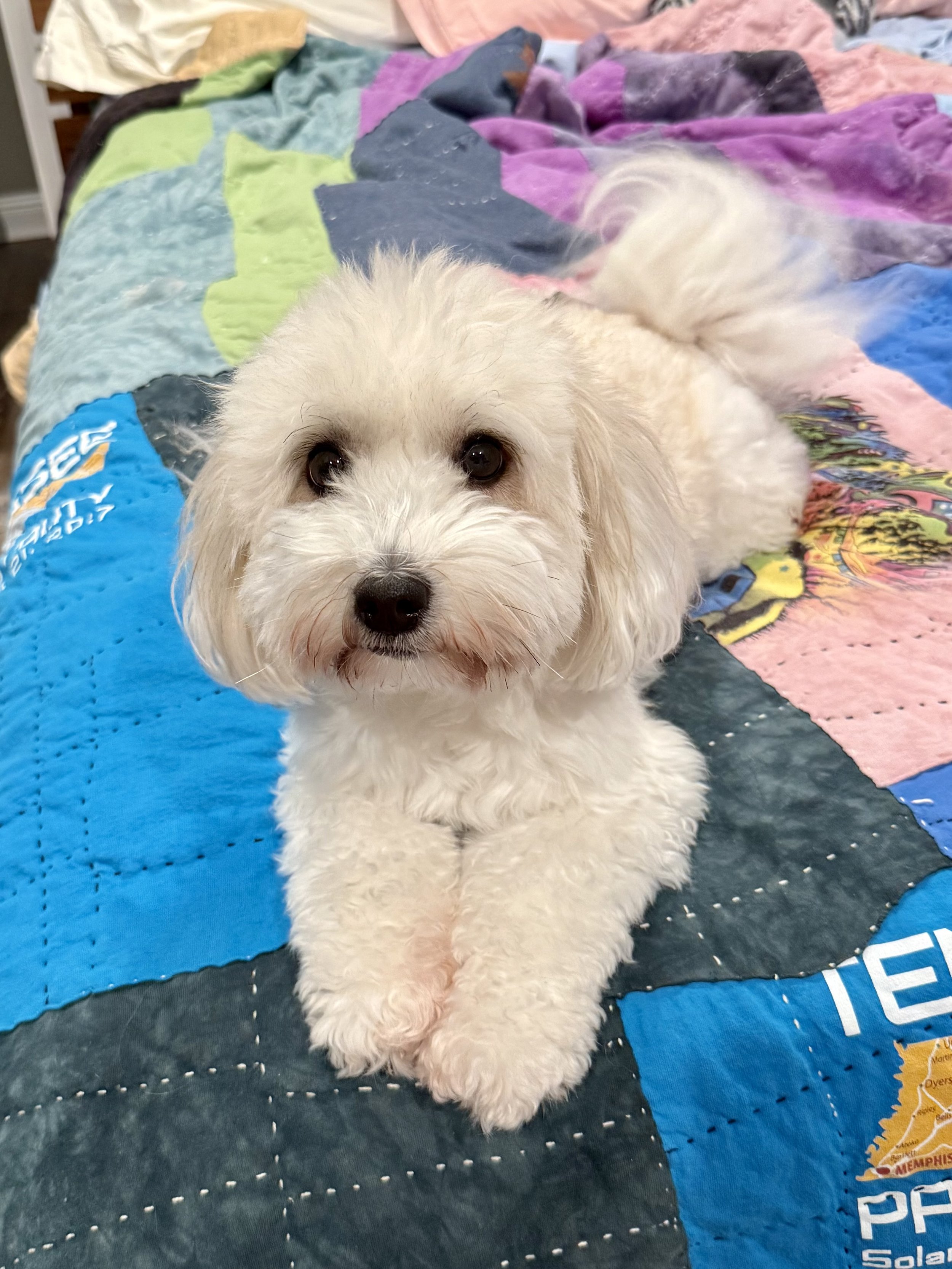 Adult coton de tulear laying on bed