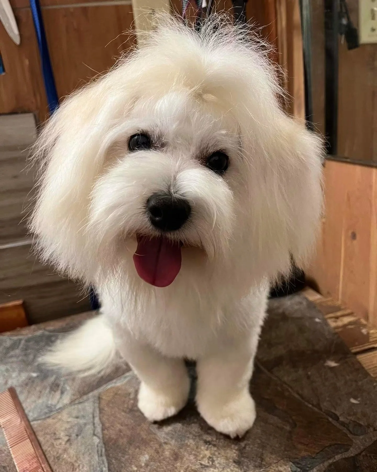 Bono, sire of this litter