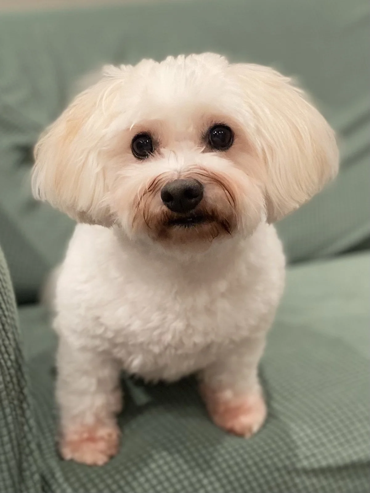 Daisy