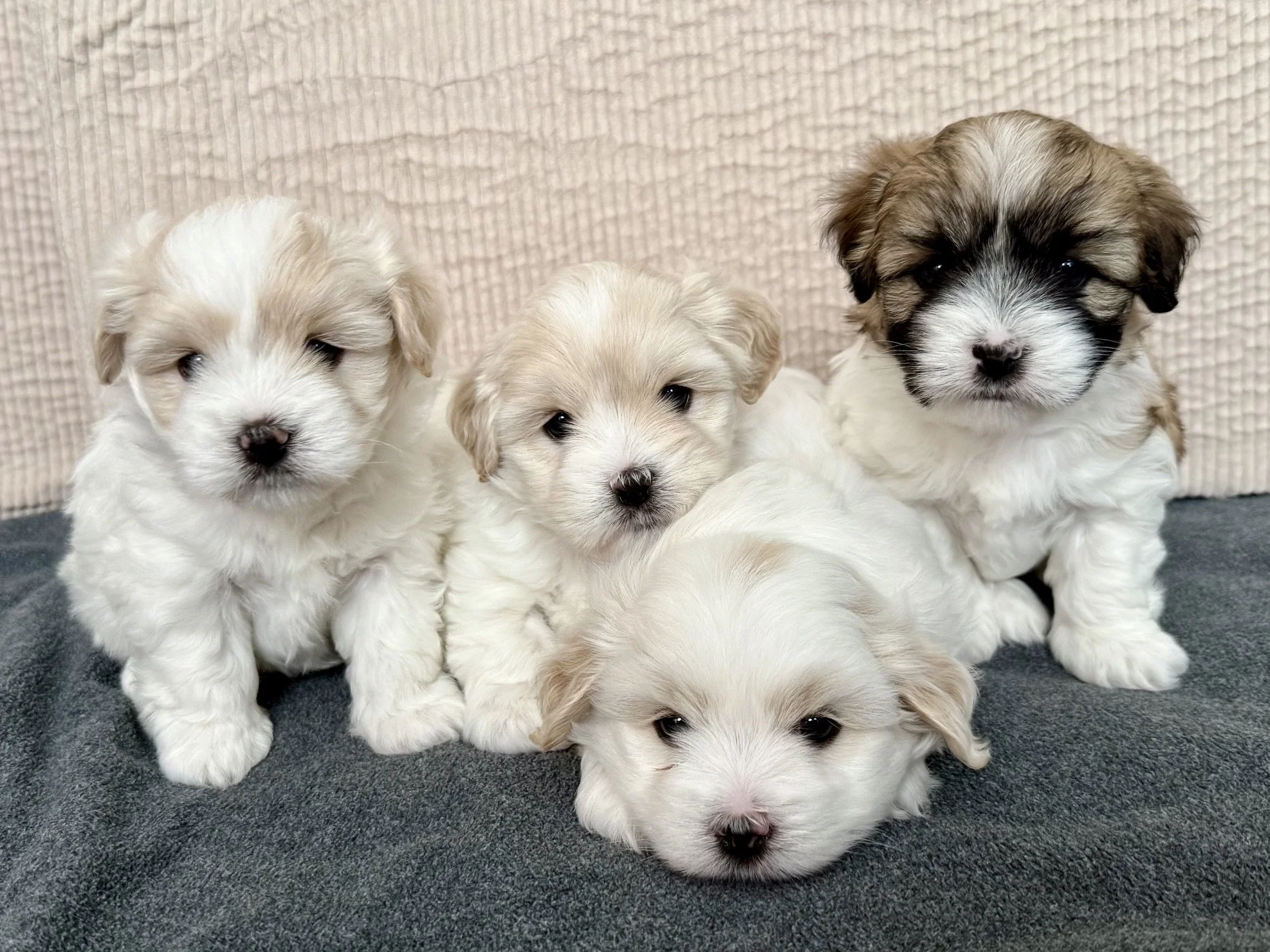 Dottie x Tex July 2025