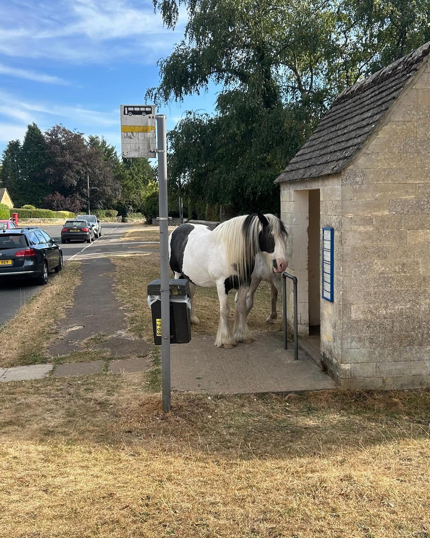 What time is my bus? The joys of country life in the Cotswolds, sometimes the Highland cows also wait  in the queue!