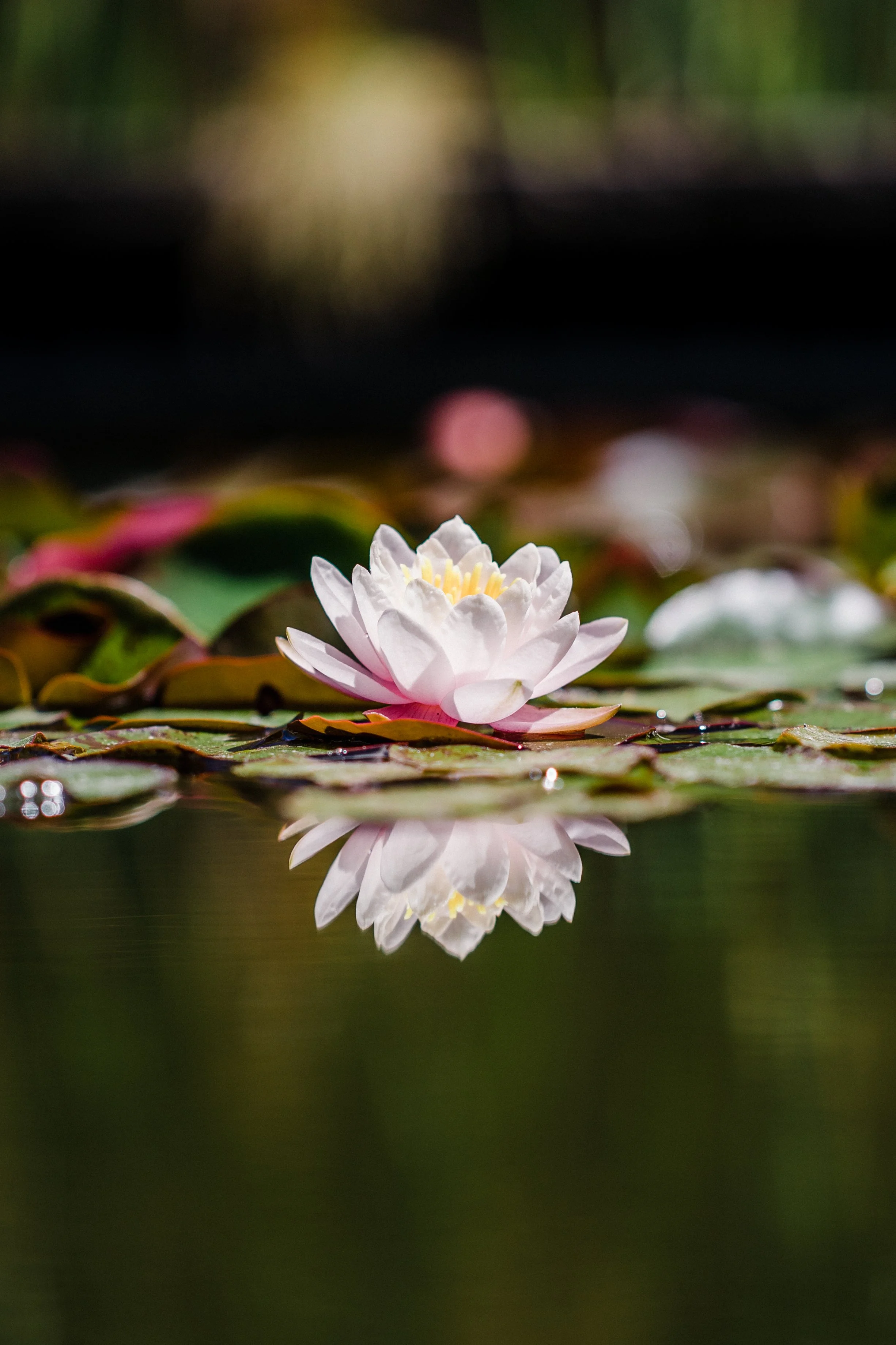 A white water lily floating on a pond, with a blurred background of green leaves and water.