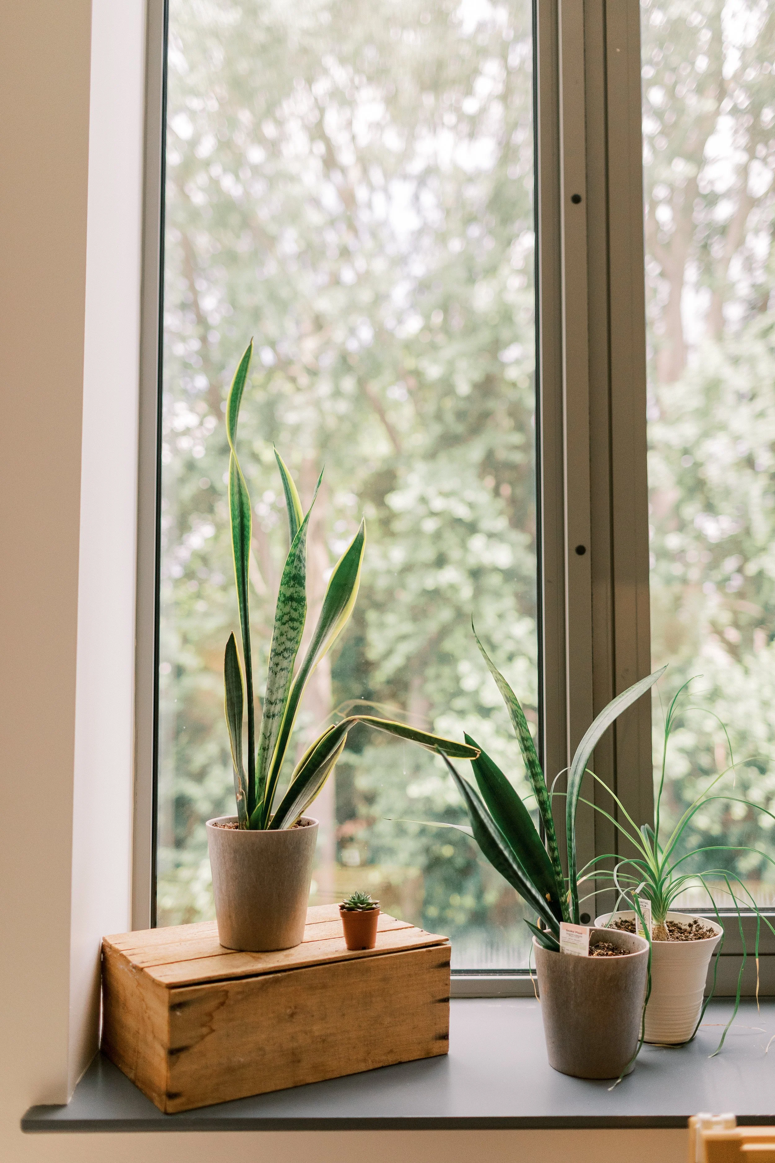 Several houseplants in pots on a window sill near a window showing blurred green trees outside.