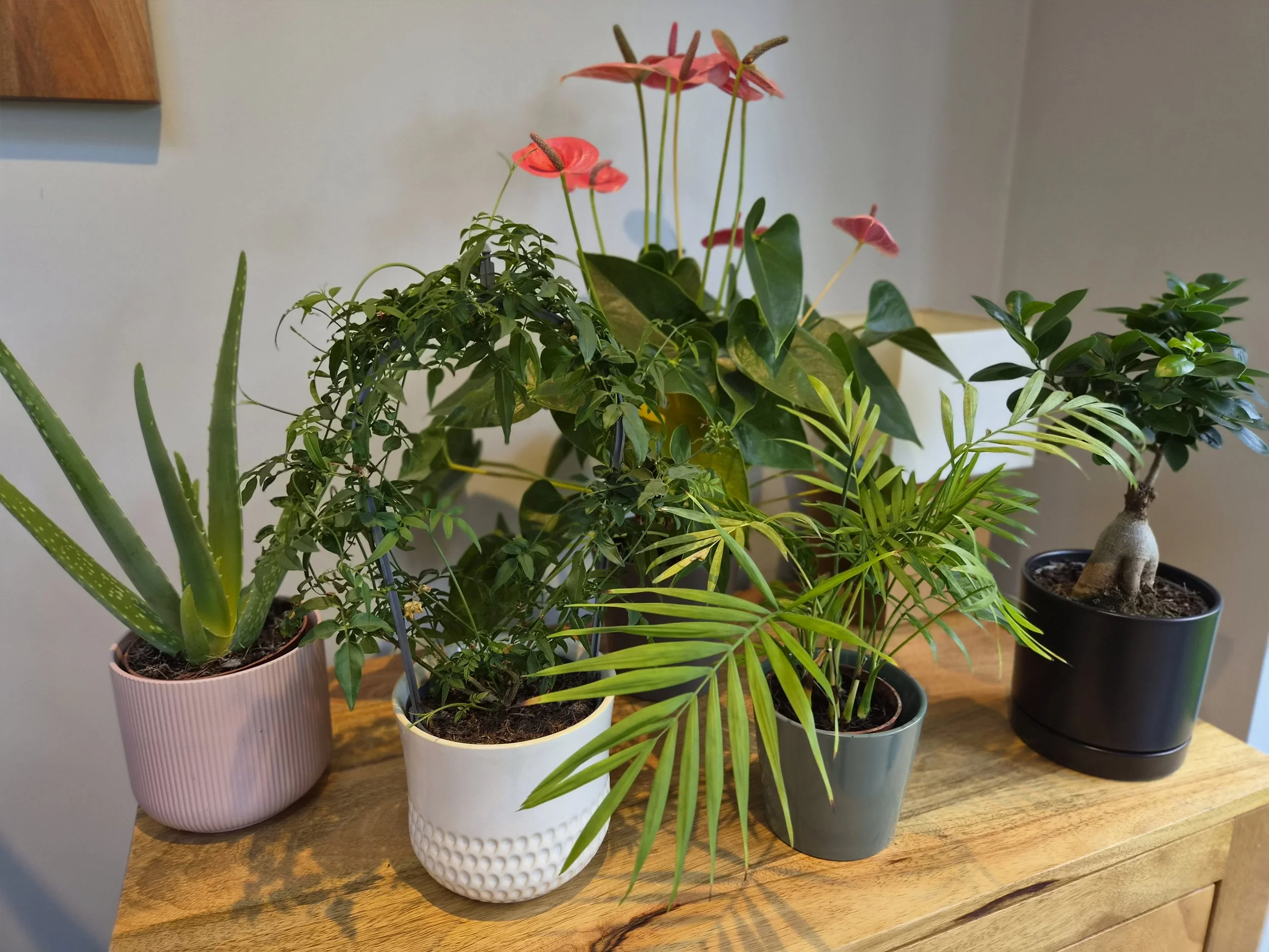 Collection of potted indoor plants on a wooden table, including a pink pot with an aloe vera plant, a white pot with a leafy plant, a gray pot with a palm-like plant, and a black pot with a small tree, all near a plain beige wall.