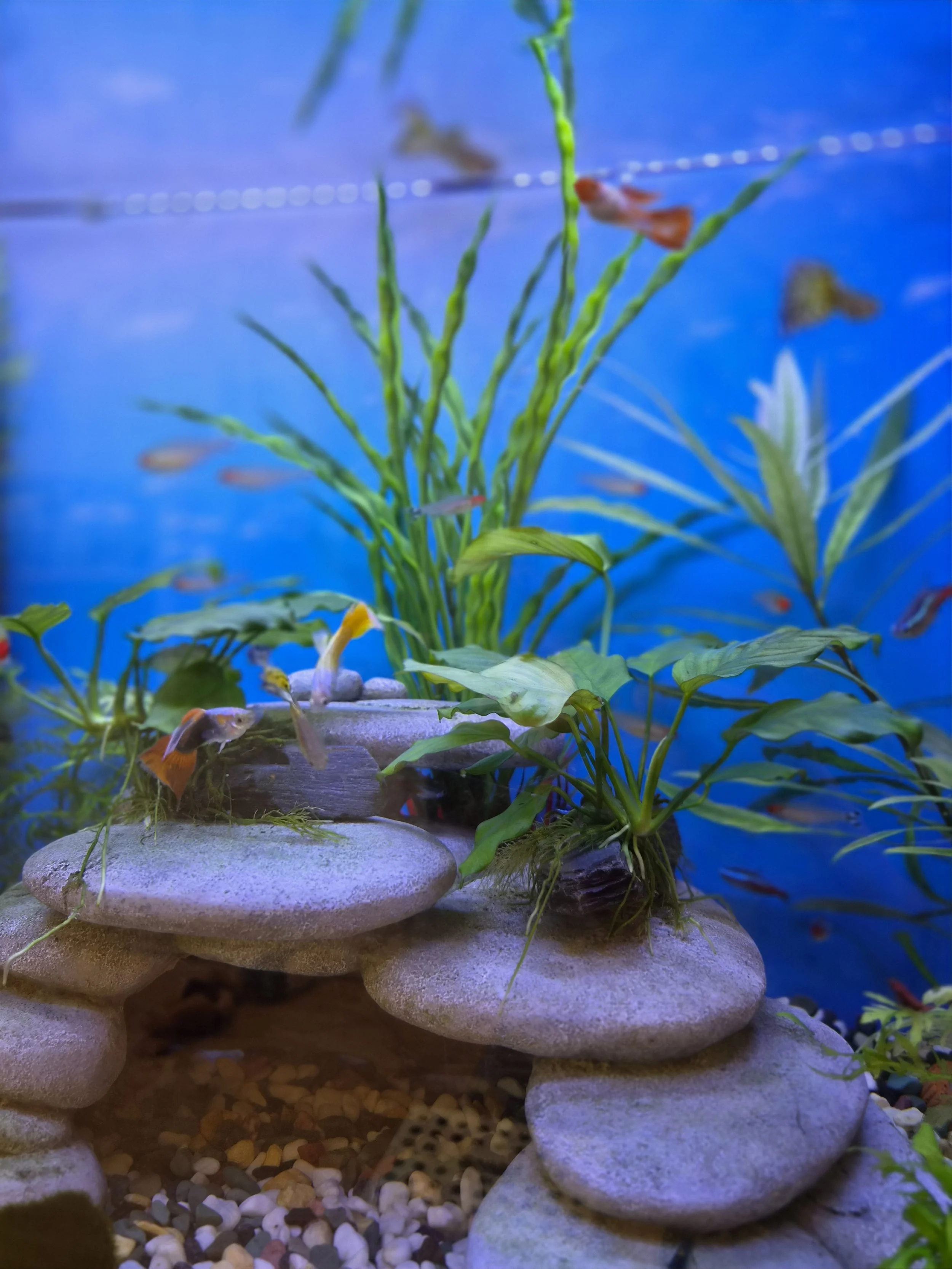An aquarium with stacked flat stones forming a small waterfall, aquatic plants, and colorful fish swimming in the background.