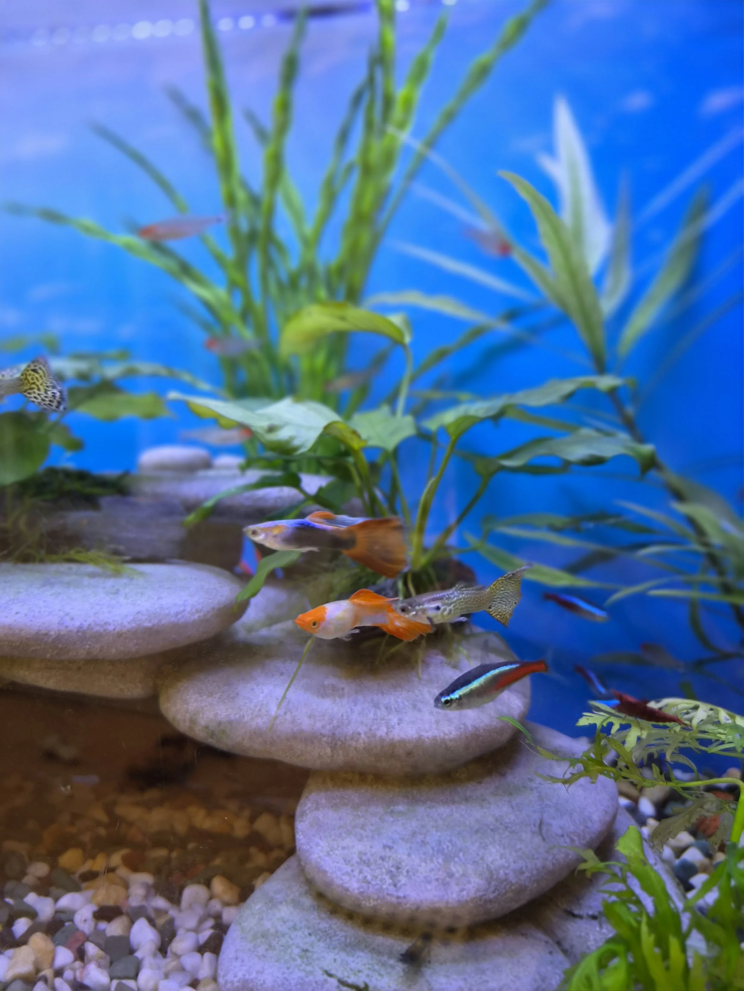 An aquarium with multi-colored fish swimming among green aquatic plants and rocks.
