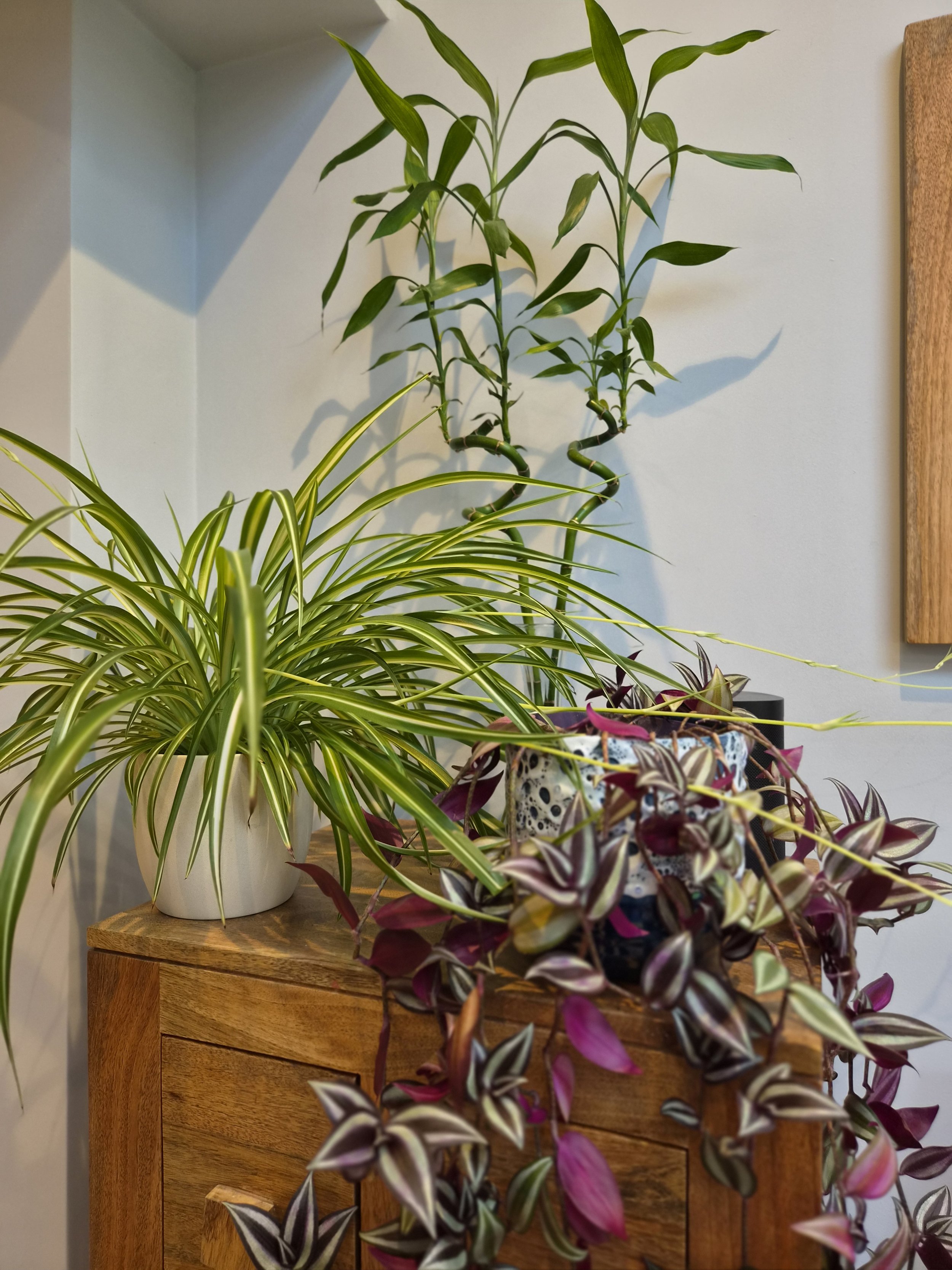 Indoor arrangement of various houseplants on a wooden table against a light-colored wall, including a spider plant, bamboo, and purple-tinged foliage.