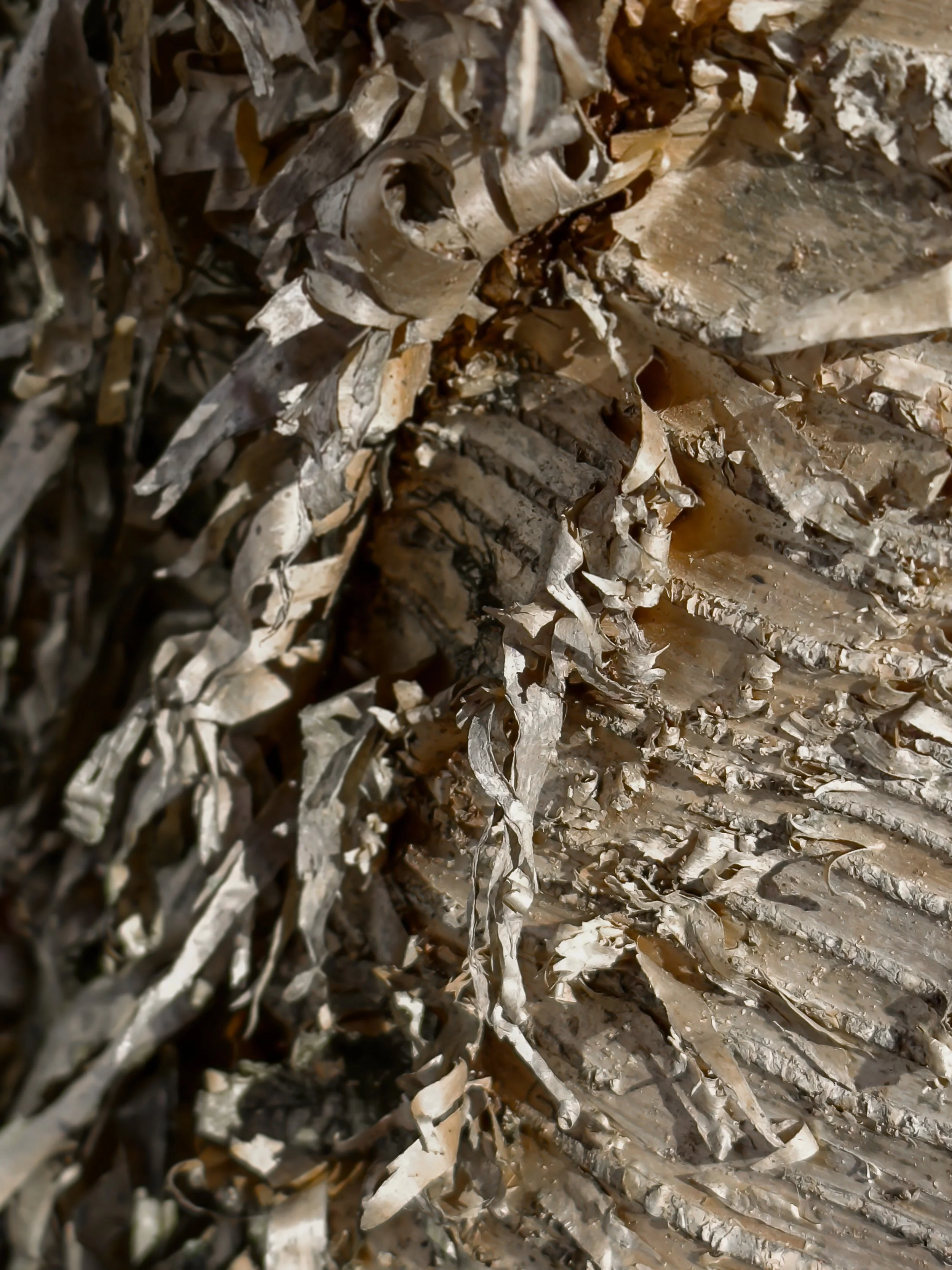 Close-up of a curly birch tree trunk.