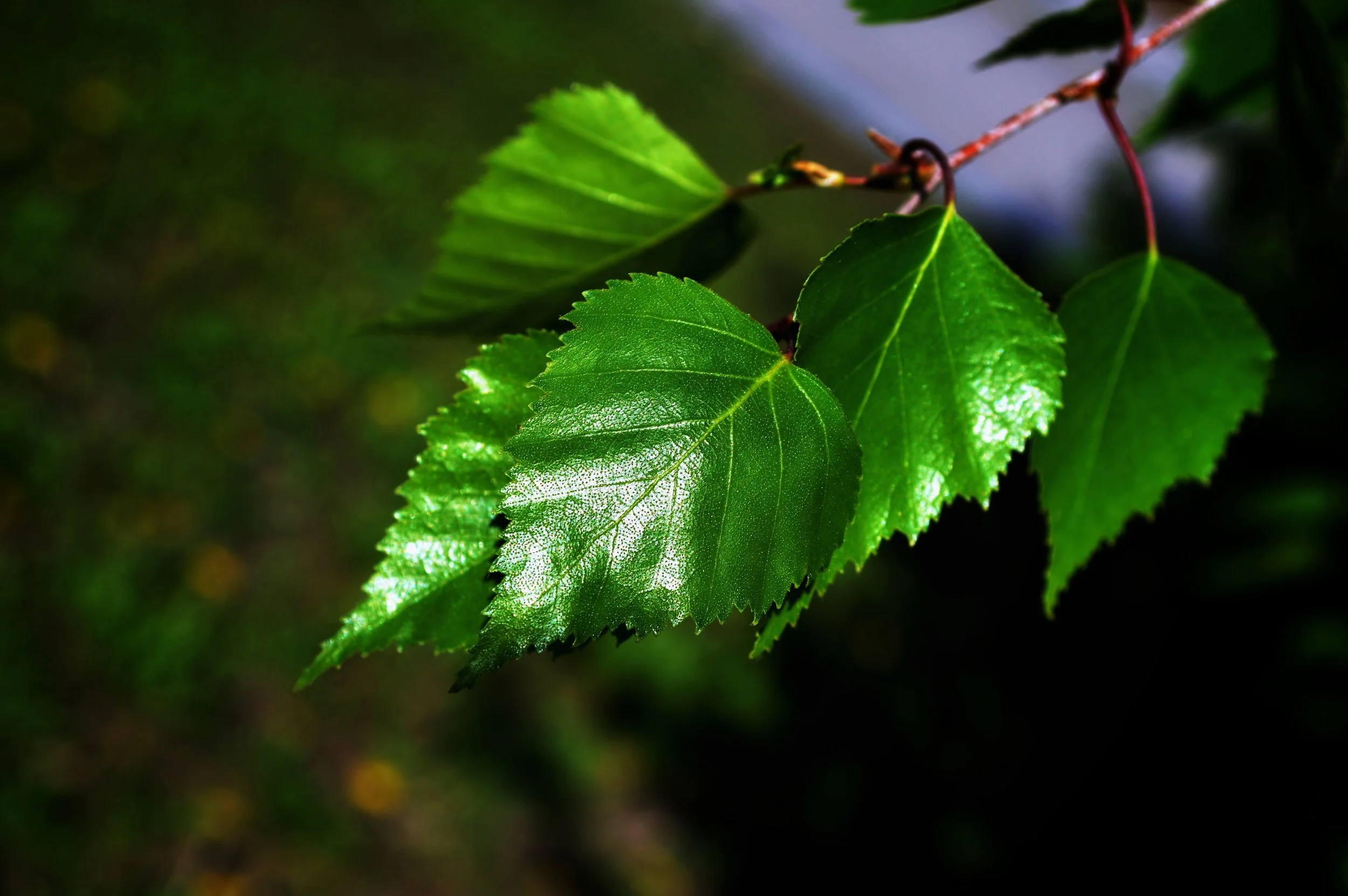 Close-up of bright green birch leaves on a branch with a blurred background.