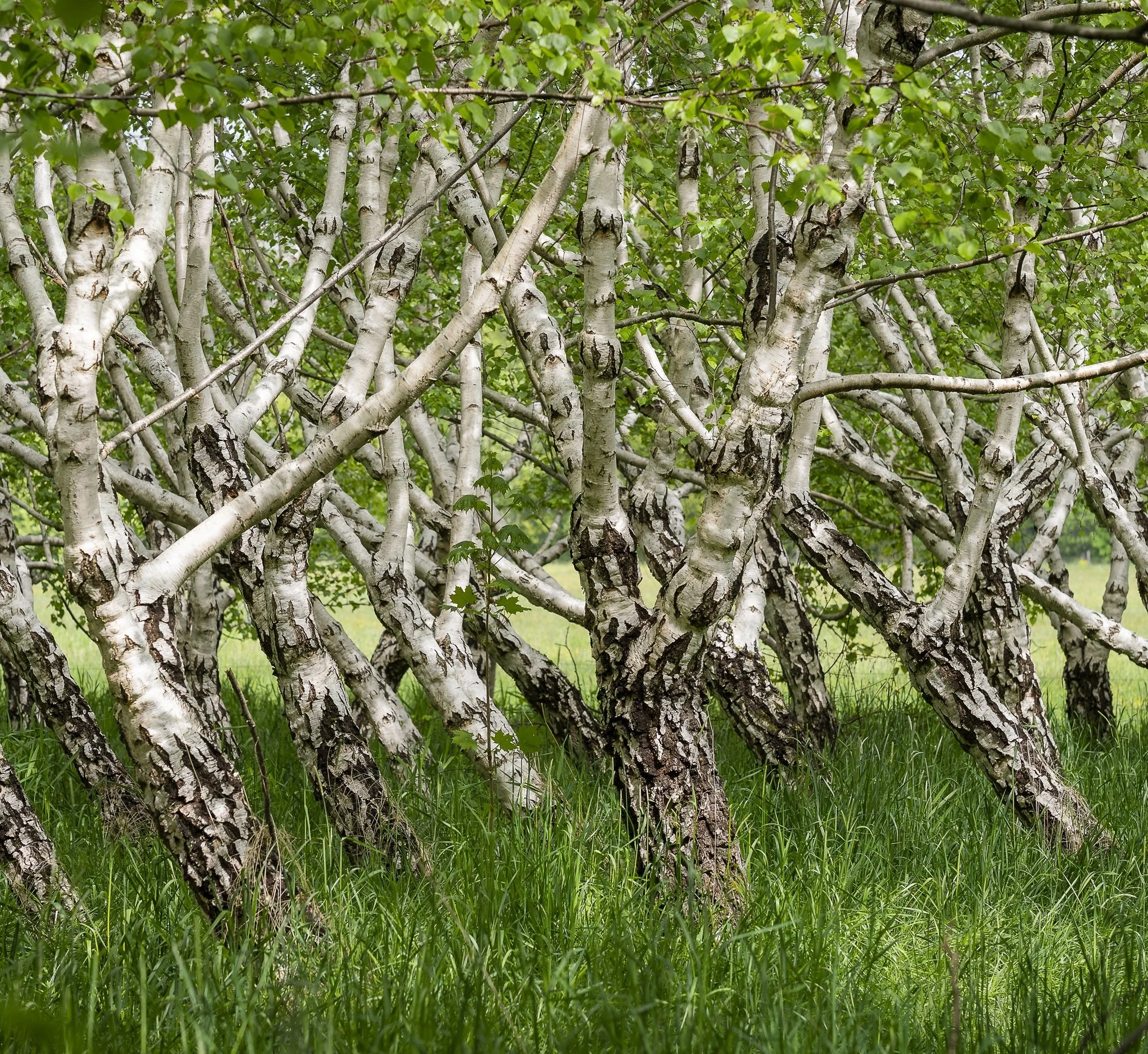 Close-up of many curly birch trees with white bark and green leaves, situated in a grassy area.