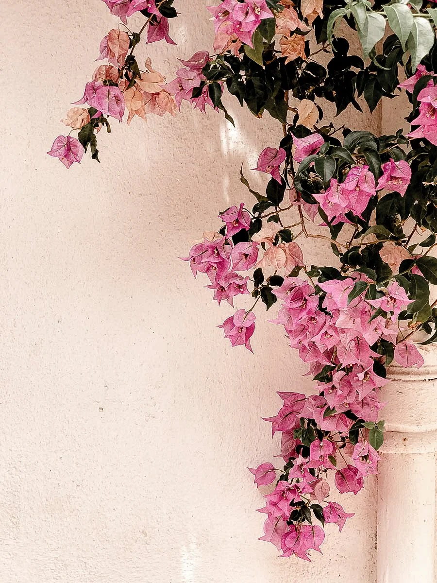 Pink and green bougainvillea flowers growing in a white pot against a beige wall.
