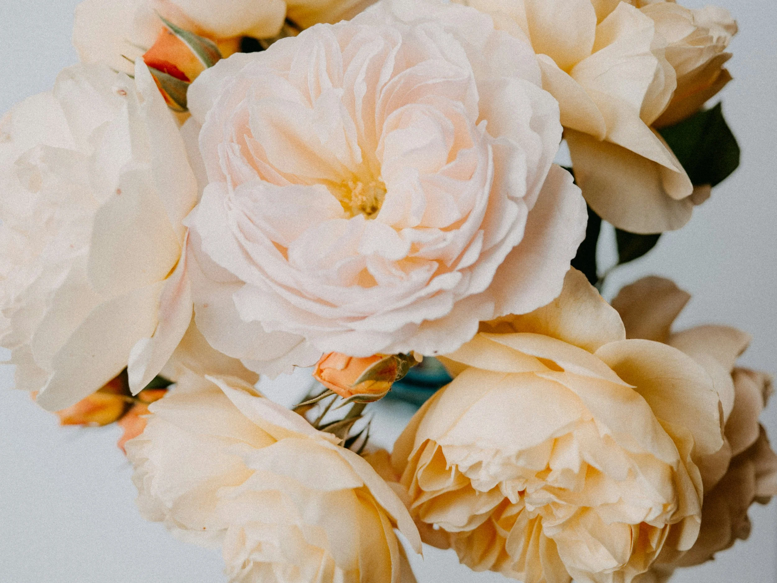 Close-up of white and pale peach flowers, likely roses, arranged with some dual-colored buds, on a plain background.