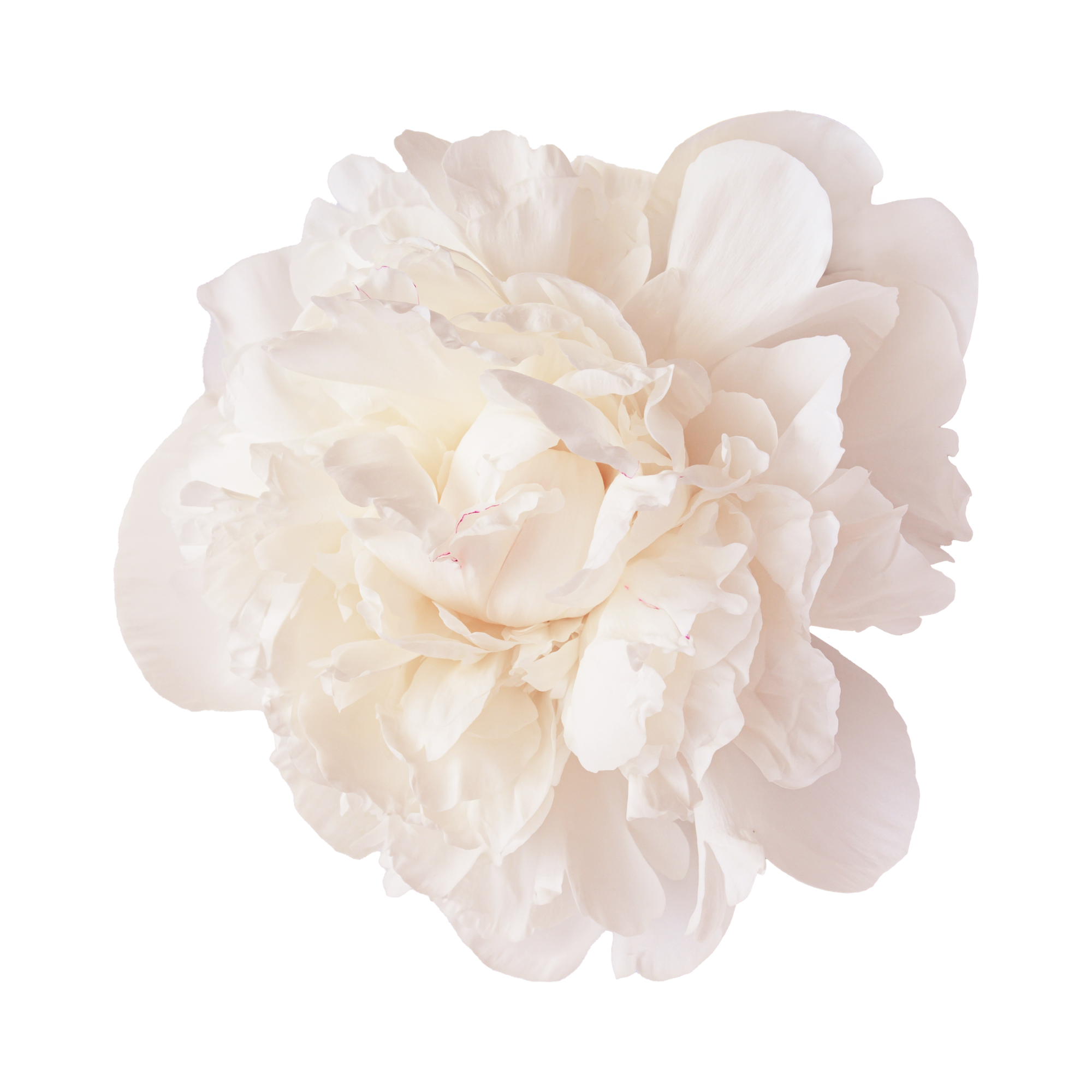 Close-up of a white peony flower with soft petals reflected on a smooth surface
