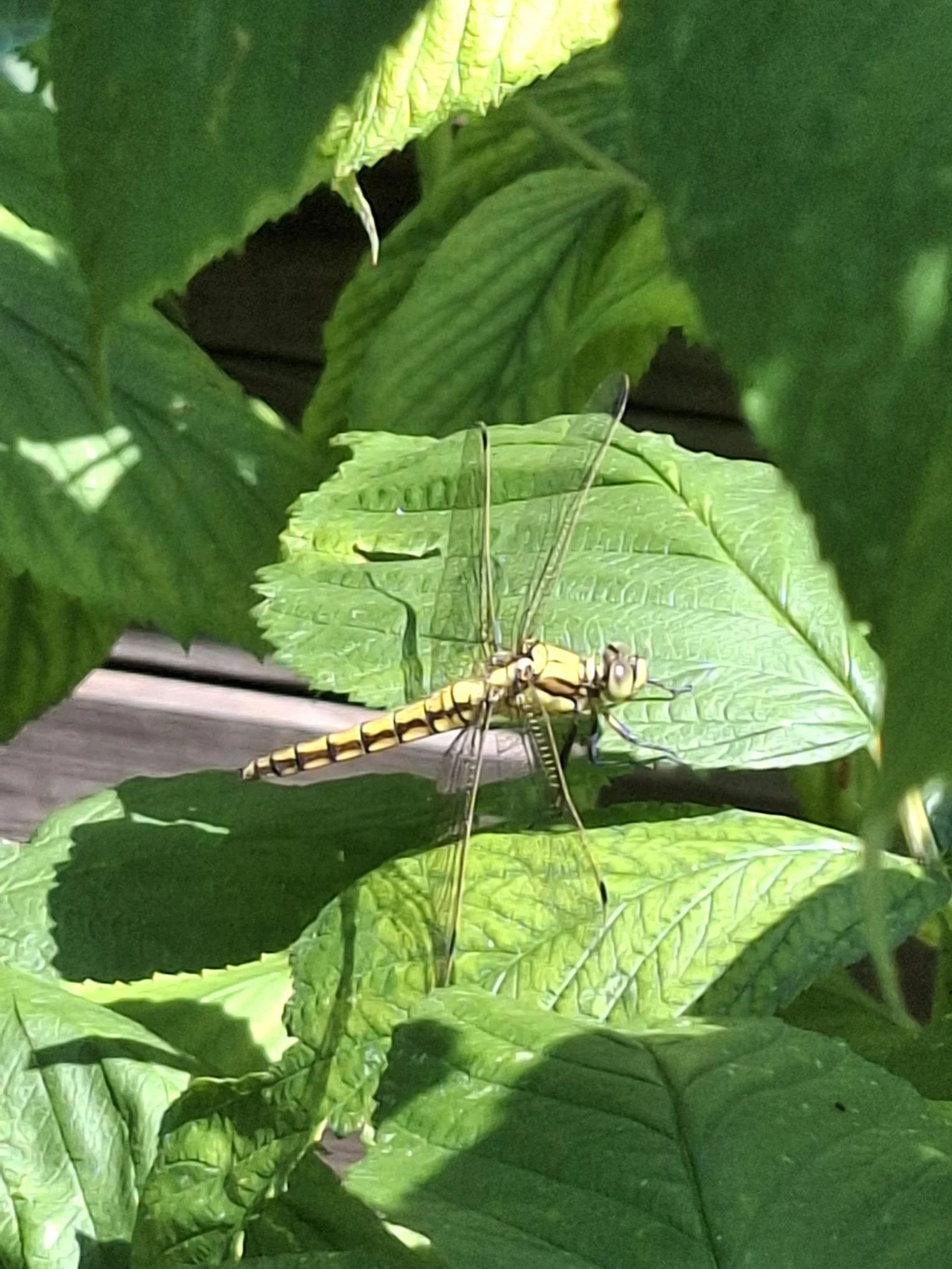 dragopnfly.jpeg